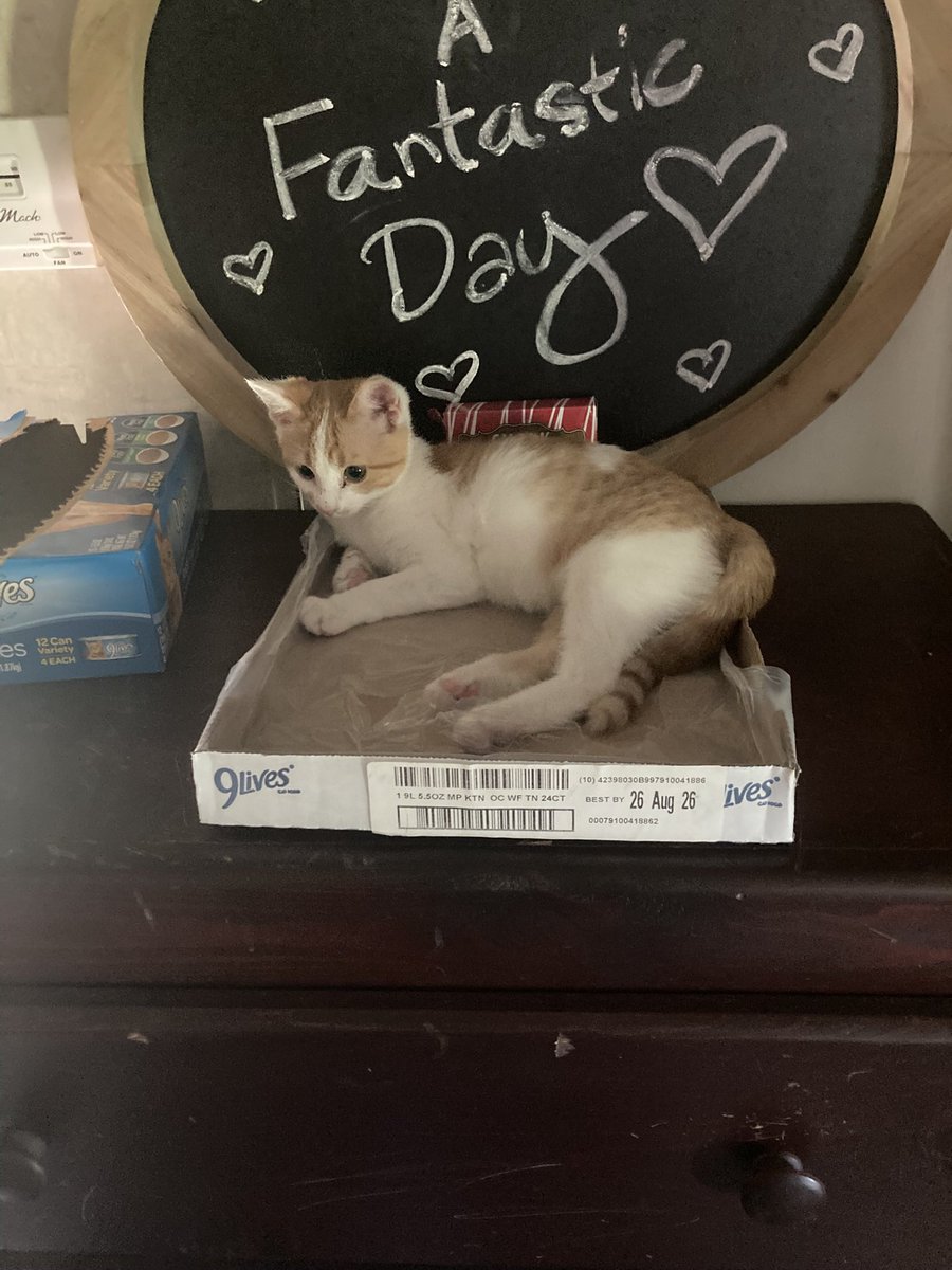 Zack_ATTACK777's tweet photo. Found her 3 months ago, all alone at 2 weeks old. Now she’s healthy, chaotic, and I absolutely love her. Her name is Token
#cat #rescue #animals #catlove #tabby https://t.co/SwYdSEt2bt
