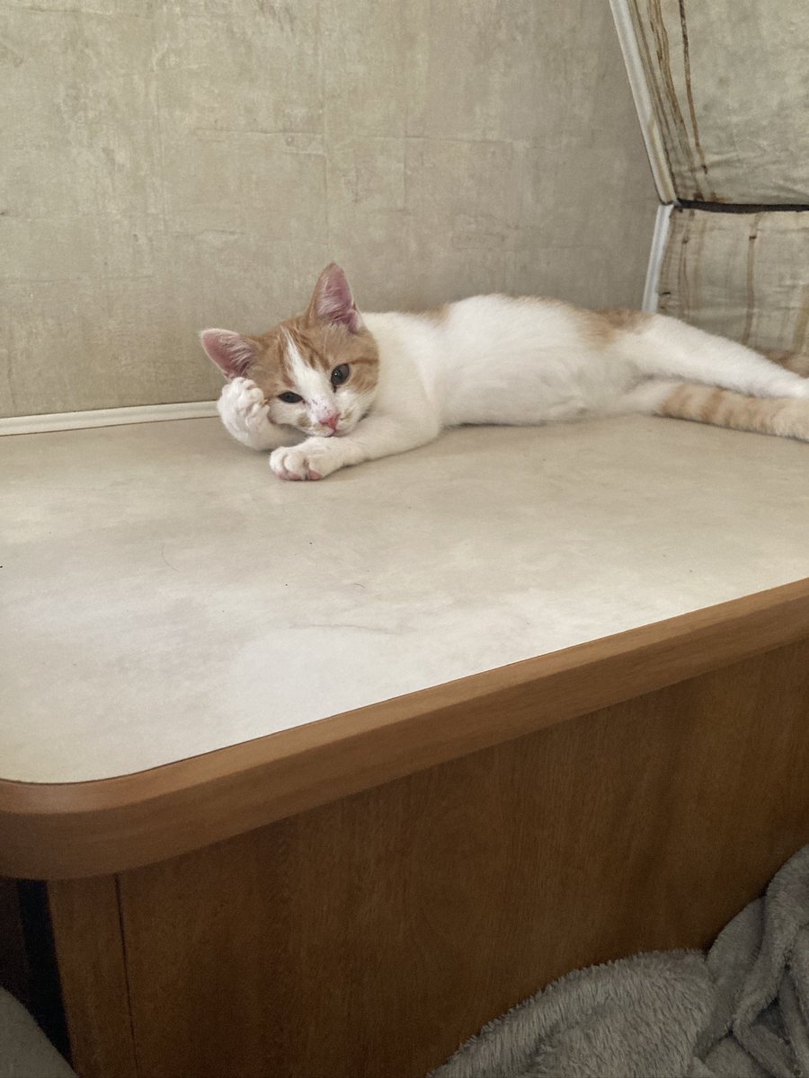 Zack_ATTACK777's tweet photo. Found her 3 months ago, all alone at 2 weeks old. Now she’s healthy, chaotic, and I absolutely love her. Her name is Token
#cat #rescue #animals #catlove #tabby https://t.co/SwYdSEt2bt