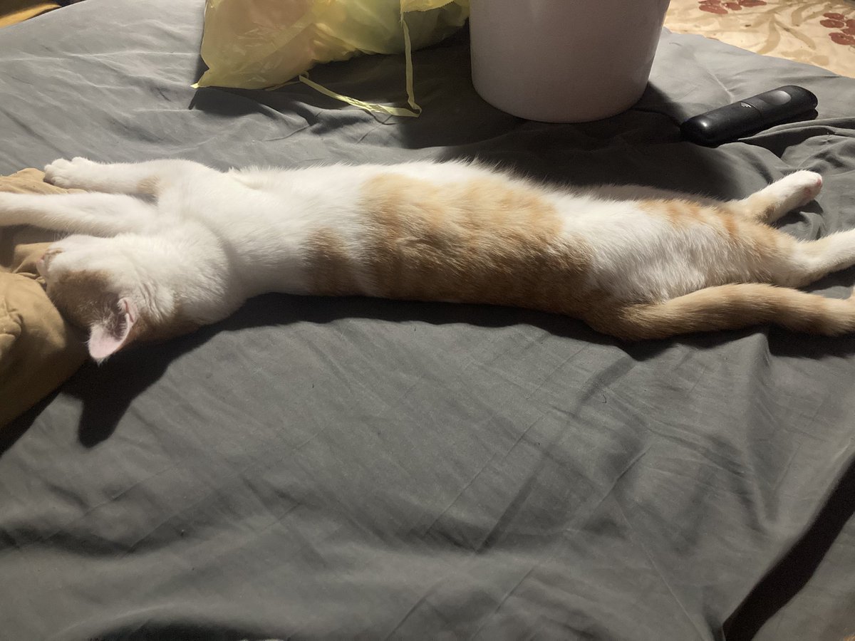 Zack_ATTACK777's tweet photo. Found her 3 months ago, all alone at 2 weeks old. Now she’s healthy, chaotic, and I absolutely love her. Her name is Token
#cat #rescue #animals #catlove #tabby https://t.co/SwYdSEt2bt