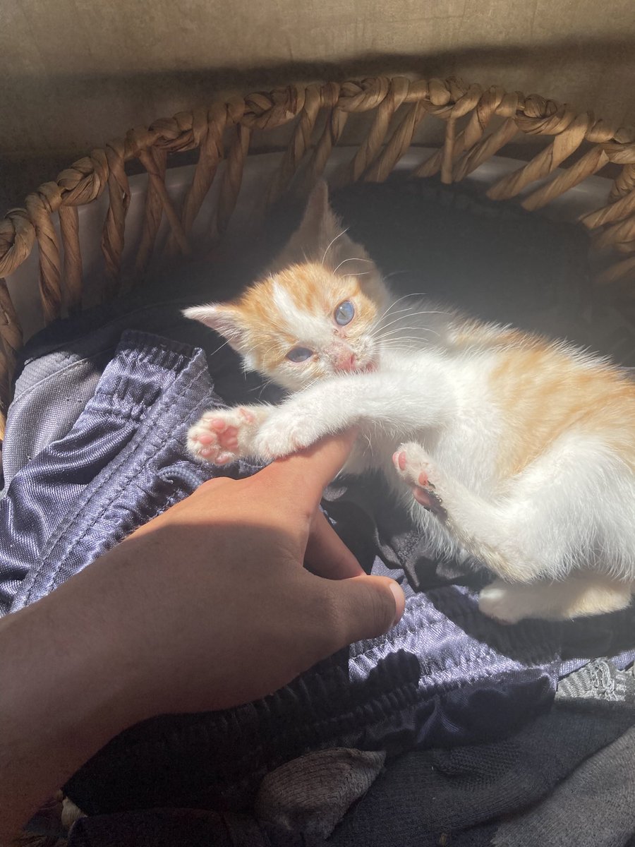 Zack_ATTACK777's tweet photo. Found her 3 months ago, all alone at 2 weeks old. Now she’s healthy, chaotic, and I absolutely love her. Her name is Token
#cat #rescue #animals #catlove #tabby https://t.co/SwYdSEt2bt