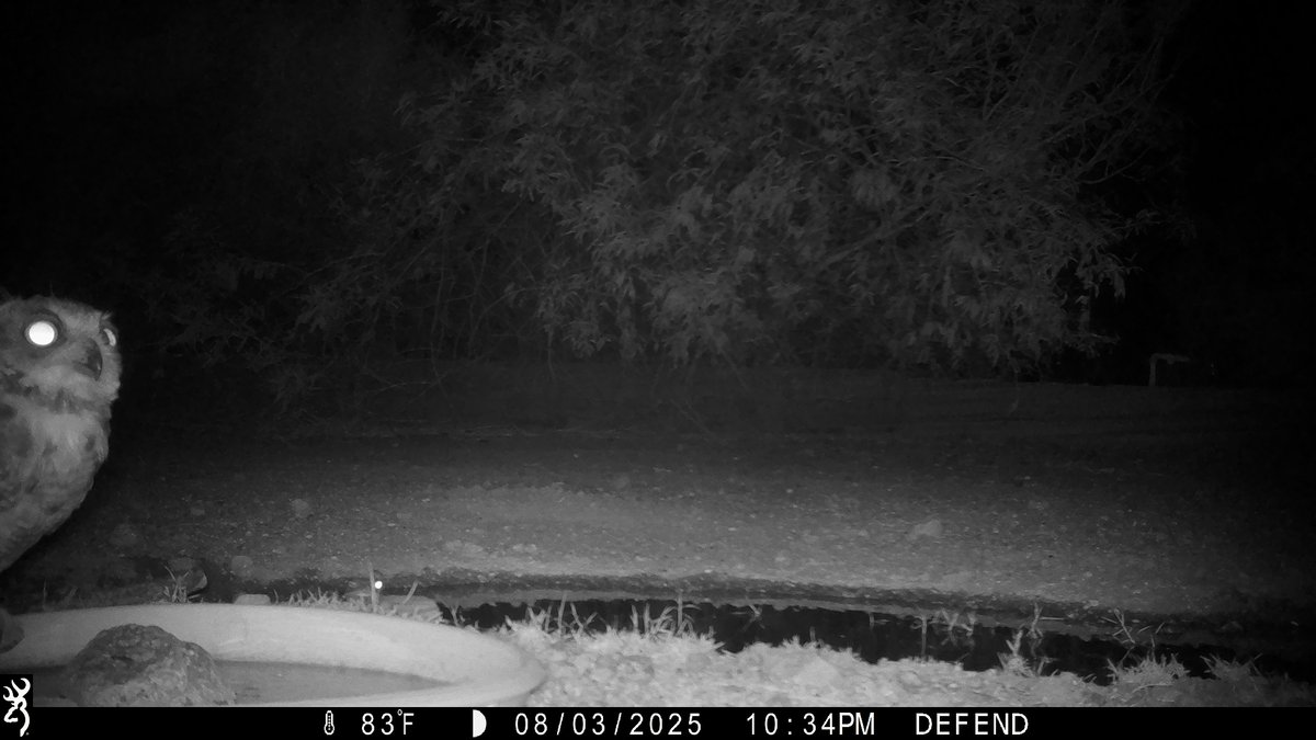 In each #cameratrap shot, there is more than one critter. Can you see who else is in the frame (hint: seasonal monsoonal visitor)?