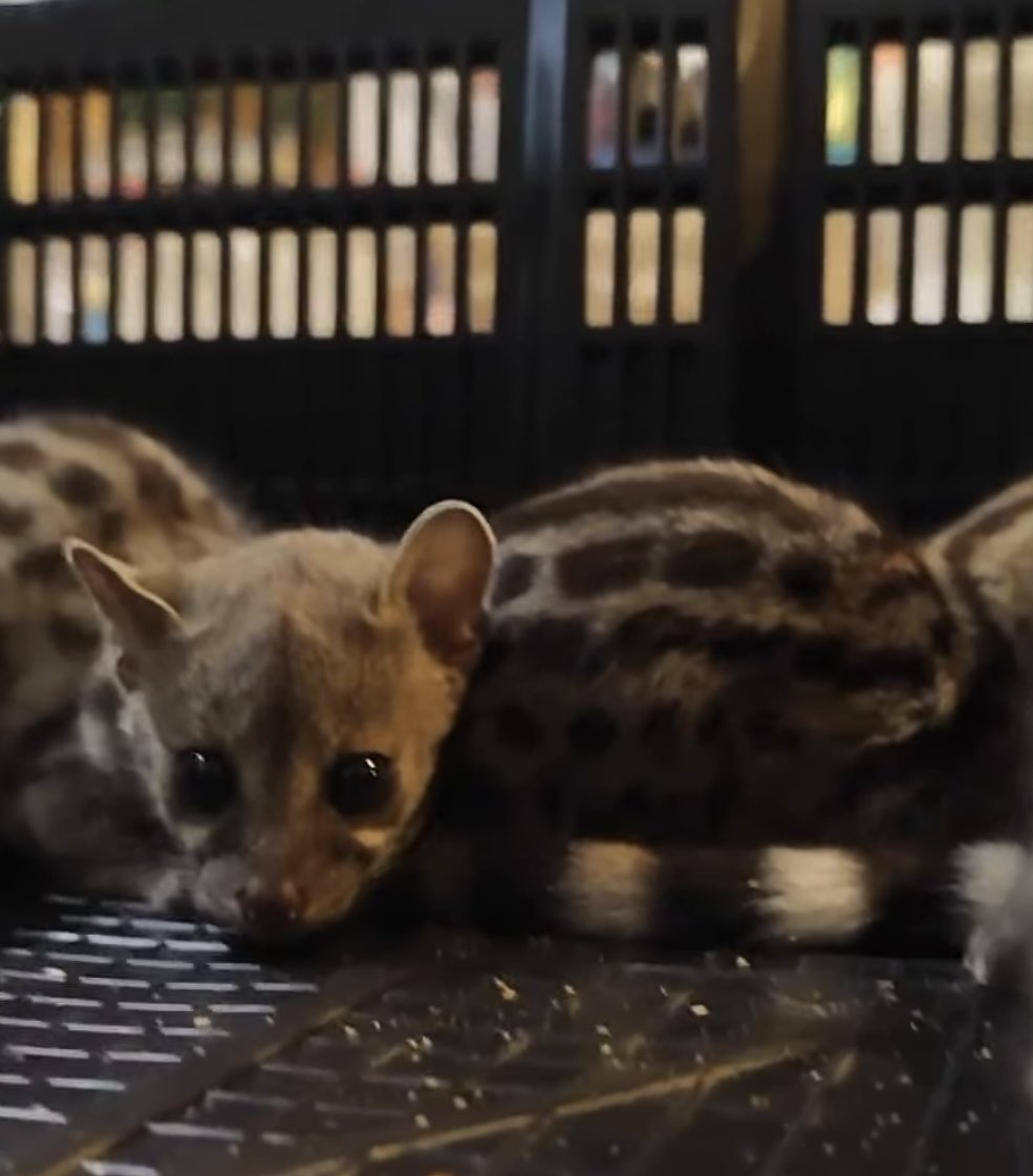 アカブチジェネットベビー三つ子ちゃん❤️
少しずつ離乳食も
食べ始めて来てくれました☆
男の子1匹はご家族様が決まり　　
女の子2匹販売中です🐈❤️

是非ご見学お待ちしております🐈❤️

#アカブチジェネットベビー
#アカブチジェネット販売
#ジャコウネコ
#ブリーダー