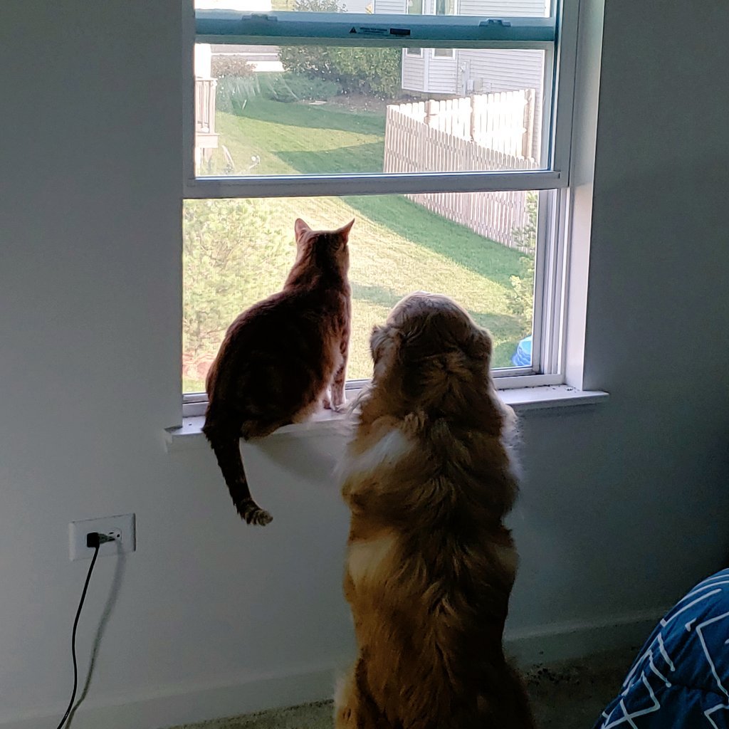 Kragen has passed on. This was sudden and unexpected.

He loved to snuggle if you were part of his pack.
I'd like to think he's already with Nasus on the other side.