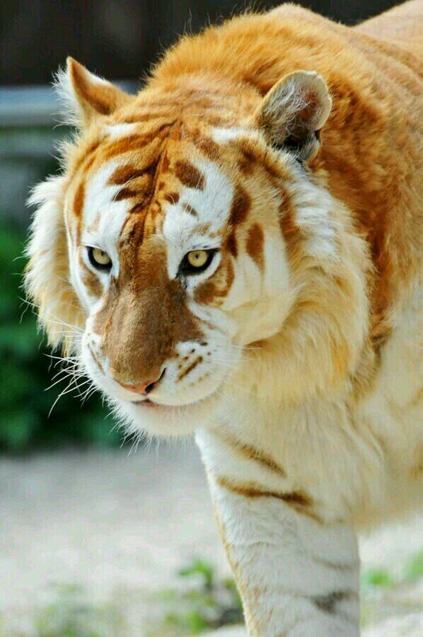Smile ☺️ Please 🥰 (@smile_1please) on Twitter photo <a href="/AMAZlNGNATURE/">Nature is Amazing ☘️</a> The extremely rare and majestic Golden Tiger, only 30 of these exist. <a href="/AMAZlNGNATURE/">Nature is Amazing ☘️</a> The extremely rare and majestic Golden Tiger, only 30 of these exist.
