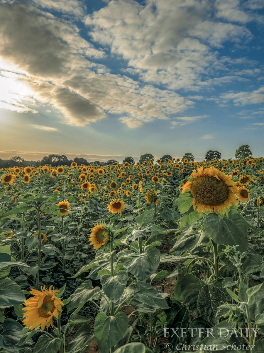 A photo of Exeter every day (No 1989) 10/08/2025
#ExeterDaily #Exeter

linktr.ee/exeterdaily

#documentaryphotography #streetphotography #travel #street #urban #travelphotography