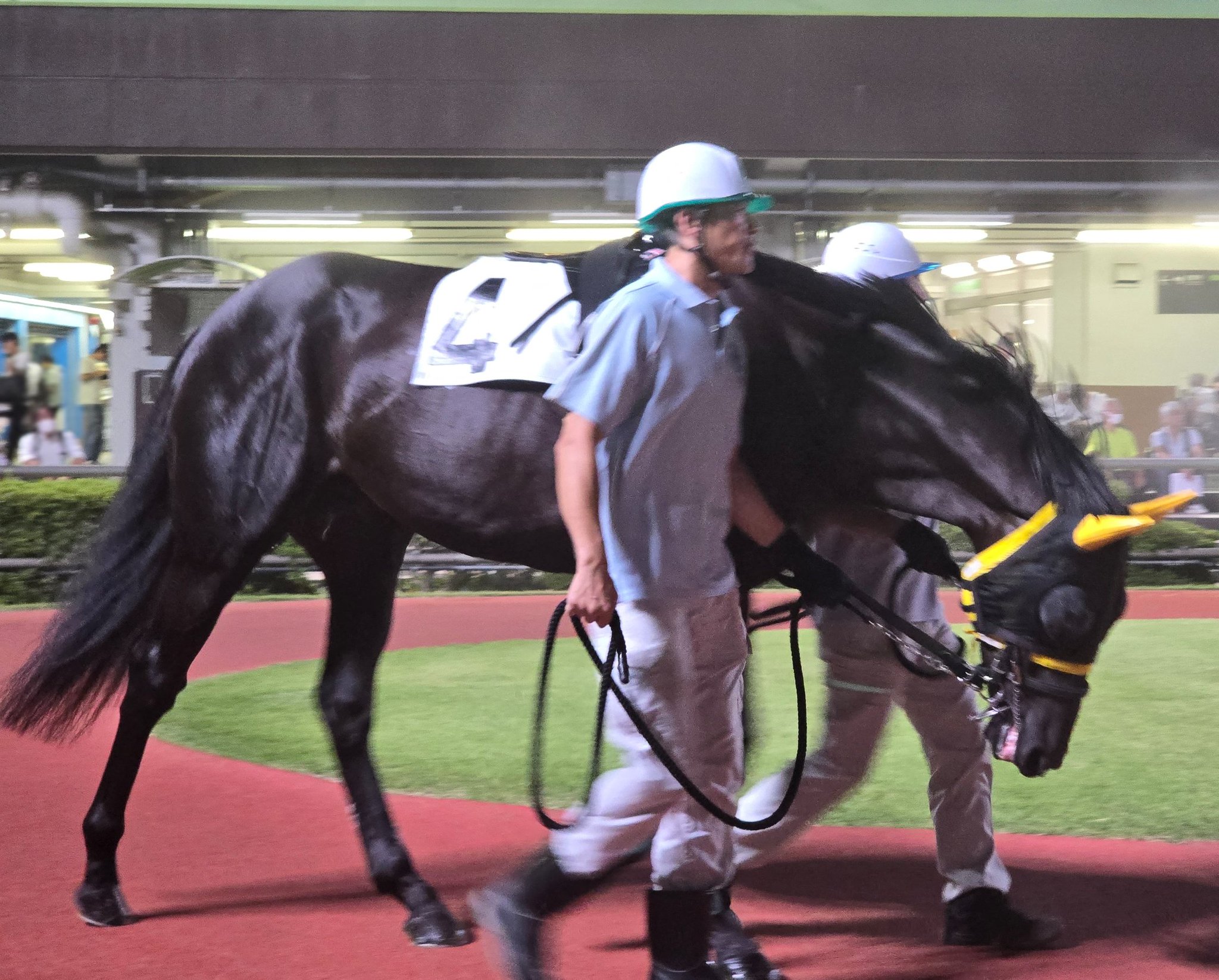 【中古】 こんな本命馬はカンタンに消える 実証！荒れるレースの見分けかた・狙いかた/リヨン社/誉田強 51sr36lwQuL._UF350,350_QL50_.jpg