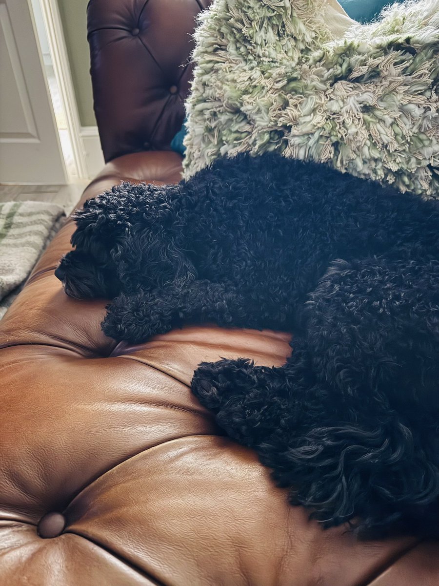 Pals I has been left at Hoonanas for forty twenty ten and 6 hours today whist Hoomam &amp; the girls has been for a Sap day! Rude ….. 
then I has had my own spa day (apparently 🙄) baffffed &amp; in the huffff
#Vera🐶
#DogsOnX
#TwinsiesOnTwitter