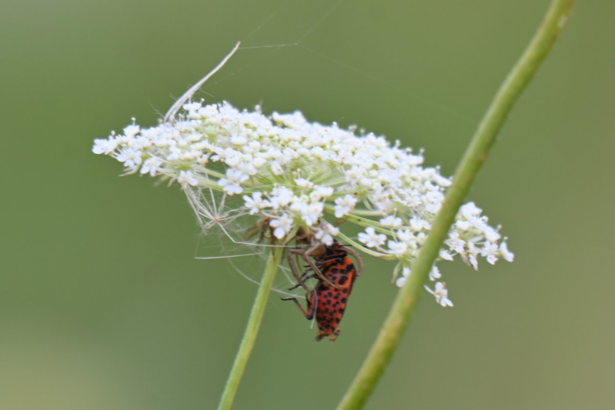 W objęciach śmierci.