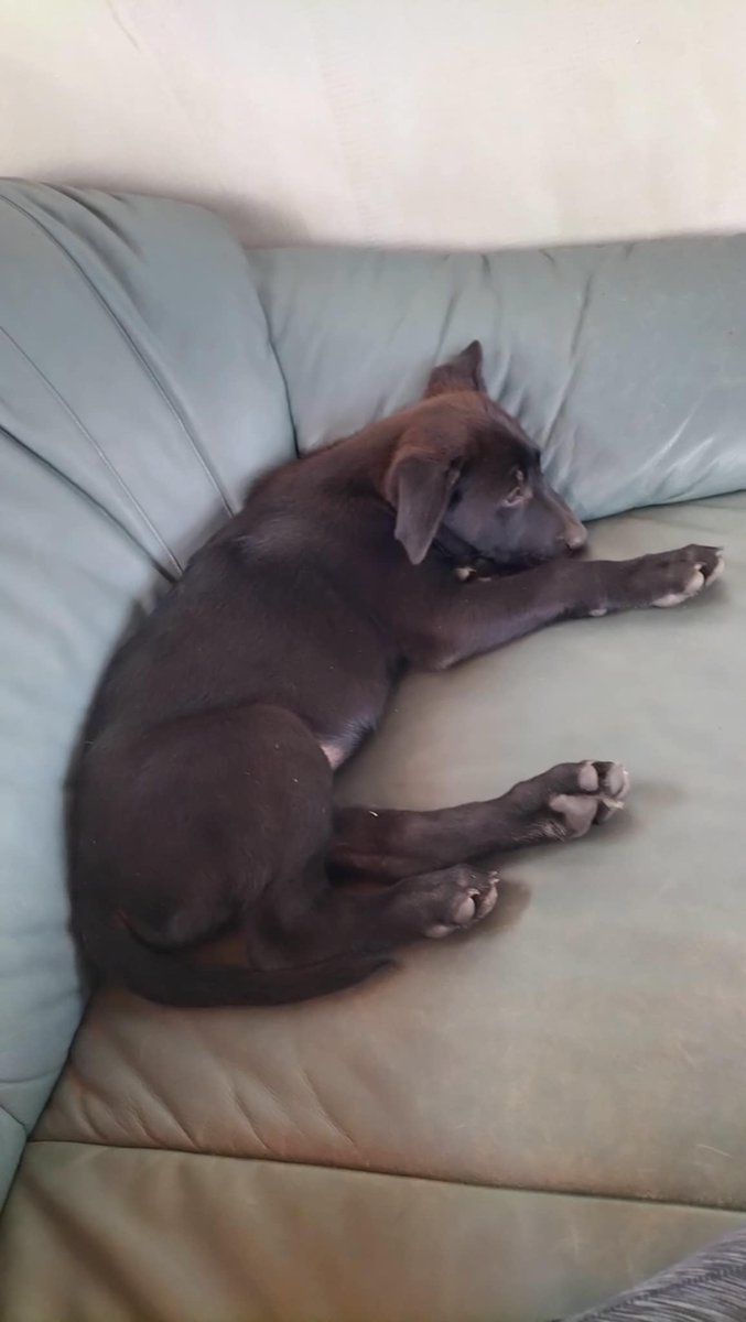 Hosszu Puska (@gnompincser) on Twitter photo 