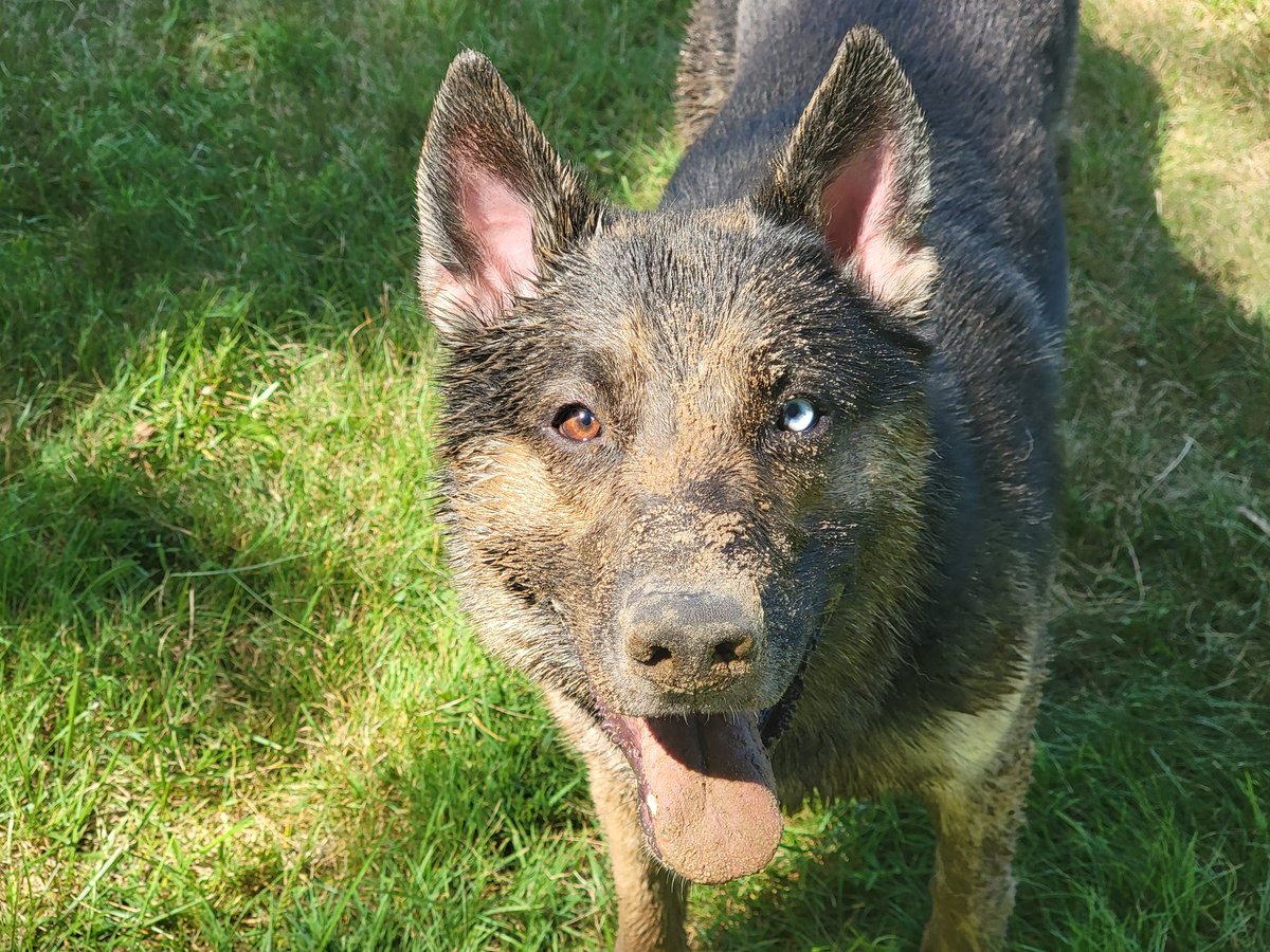 I have a pet wolf