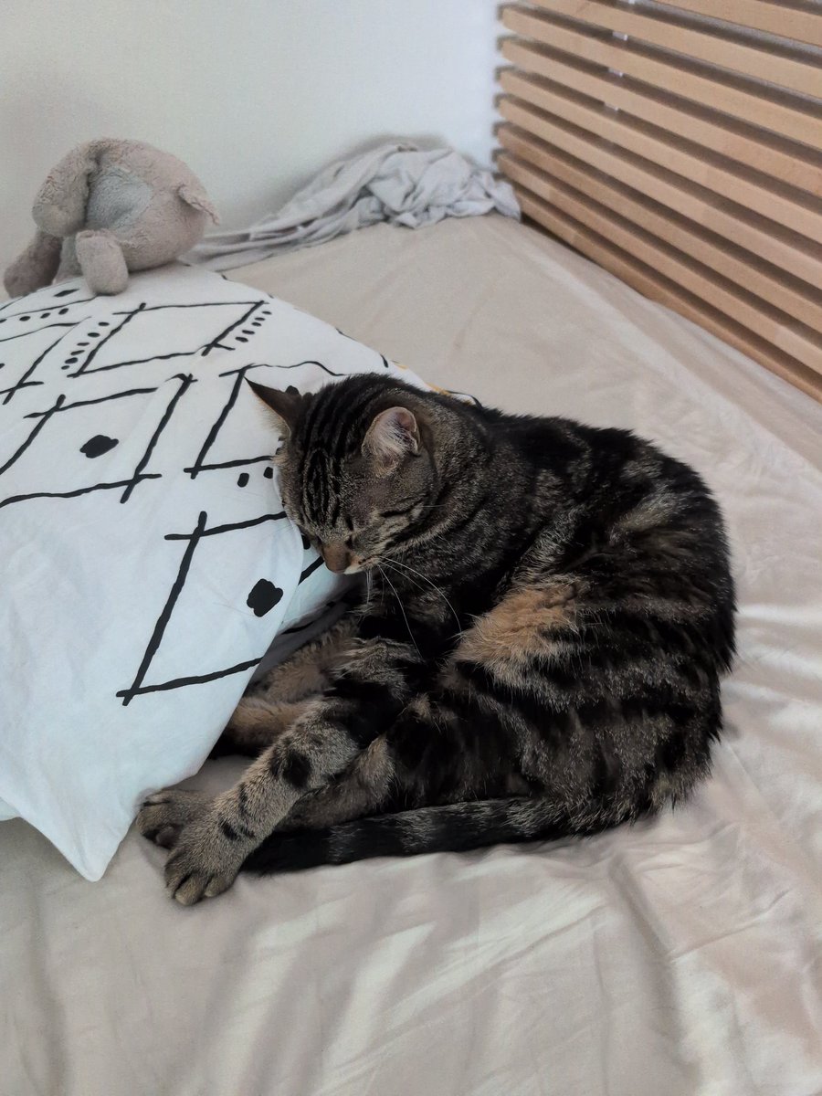 bmaxpower's tweet photo. @laveendertulip Un peu de monde à la maison mais voilà Sirius, Hiro (le toutou), Robin, Batman et Nova ! https://t.co/u5l0RquD83