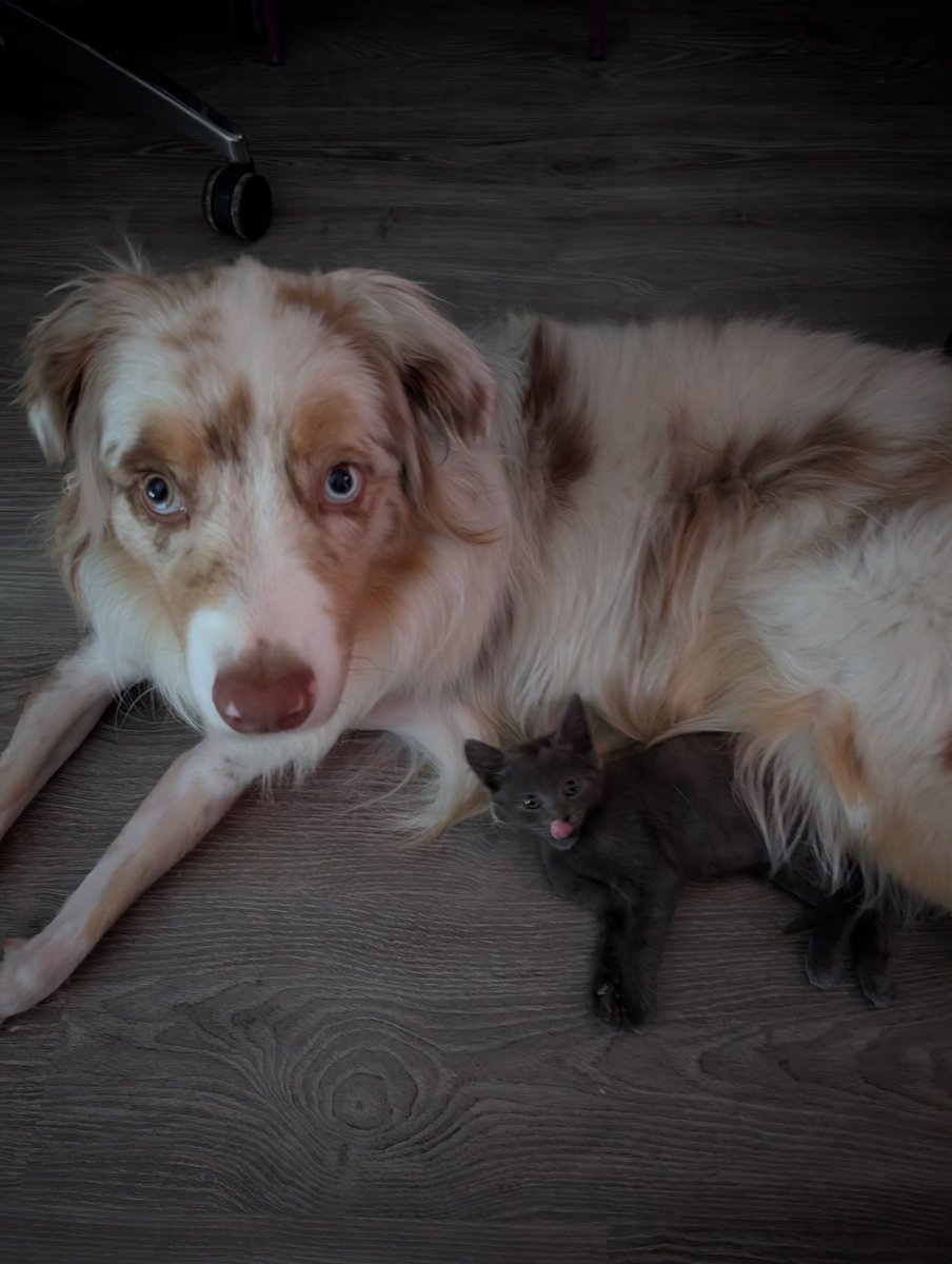 bmaxpower's tweet photo. @laveendertulip Un peu de monde à la maison mais voilà Sirius, Hiro (le toutou), Robin, Batman et Nova ! https://t.co/u5l0RquD83