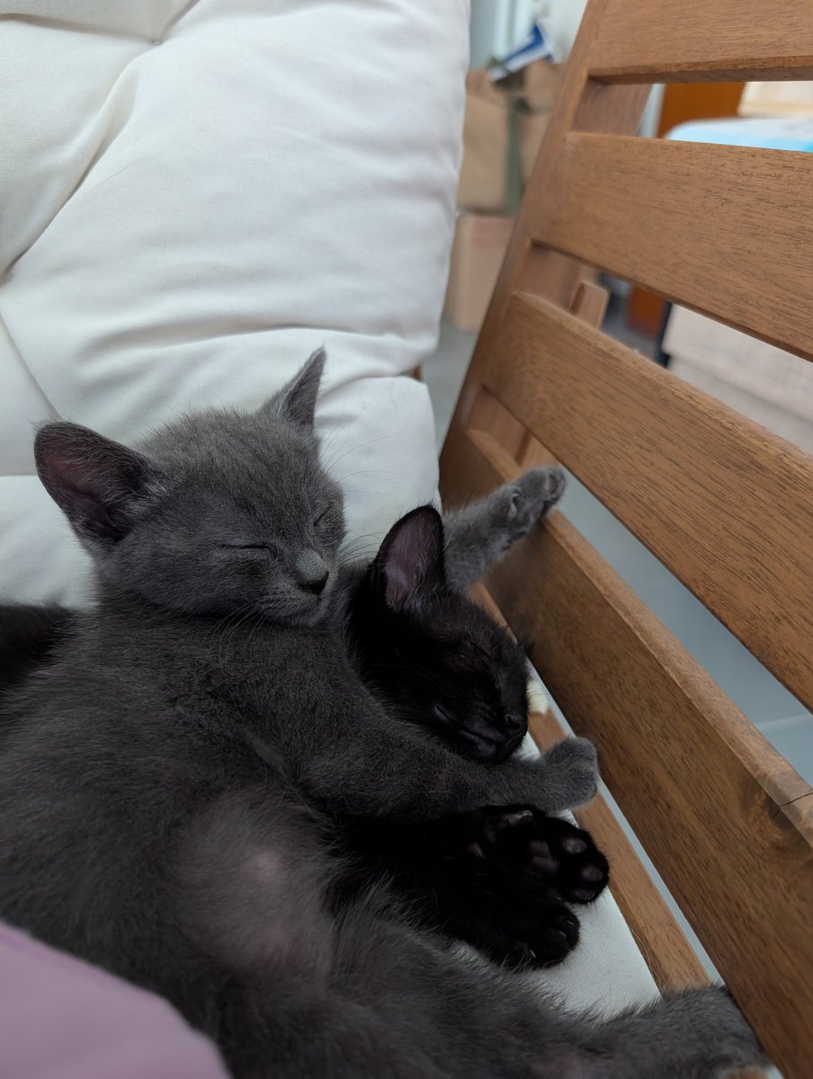 bmaxpower's tweet photo. @laveendertulip Un peu de monde à la maison mais voilà Sirius, Hiro (le toutou), Robin, Batman et Nova ! https://t.co/u5l0RquD83