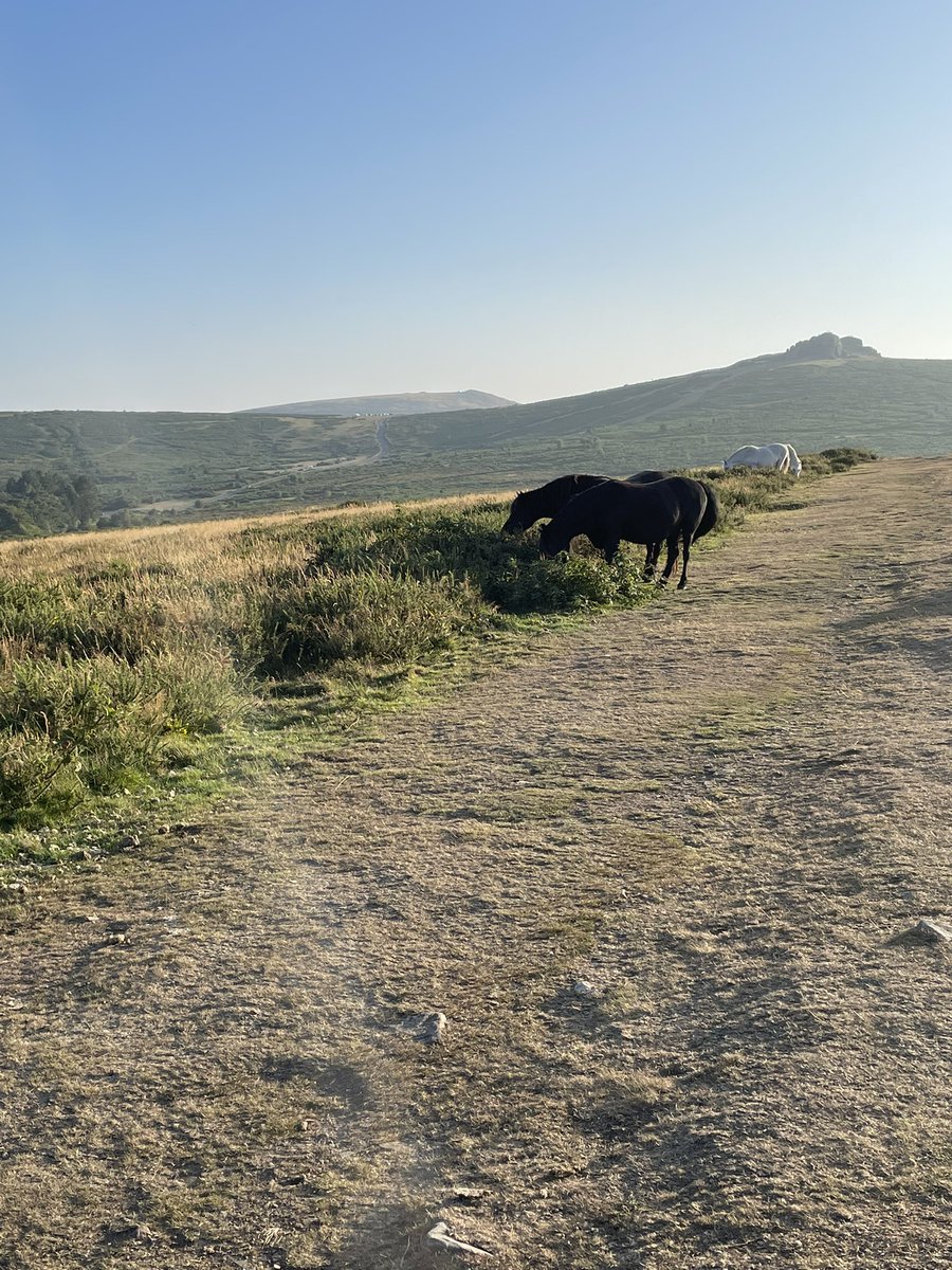 1974JCS's tweet photo. Loads of flying ants this evening but still bloody beautiful π€© #Dartmoor #Haytor https://t.co/guAtrdTad0