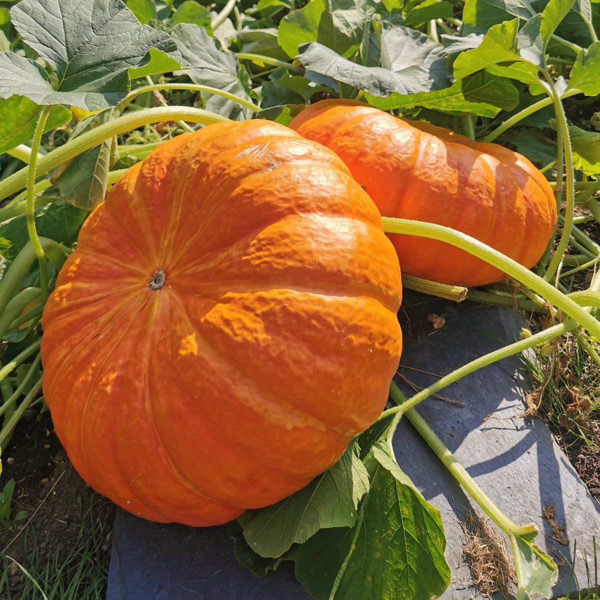 Aargh no! The hot summer has ripened my pumpkins in August. Do any of your kids want to come trick-or-treating tomorrow?