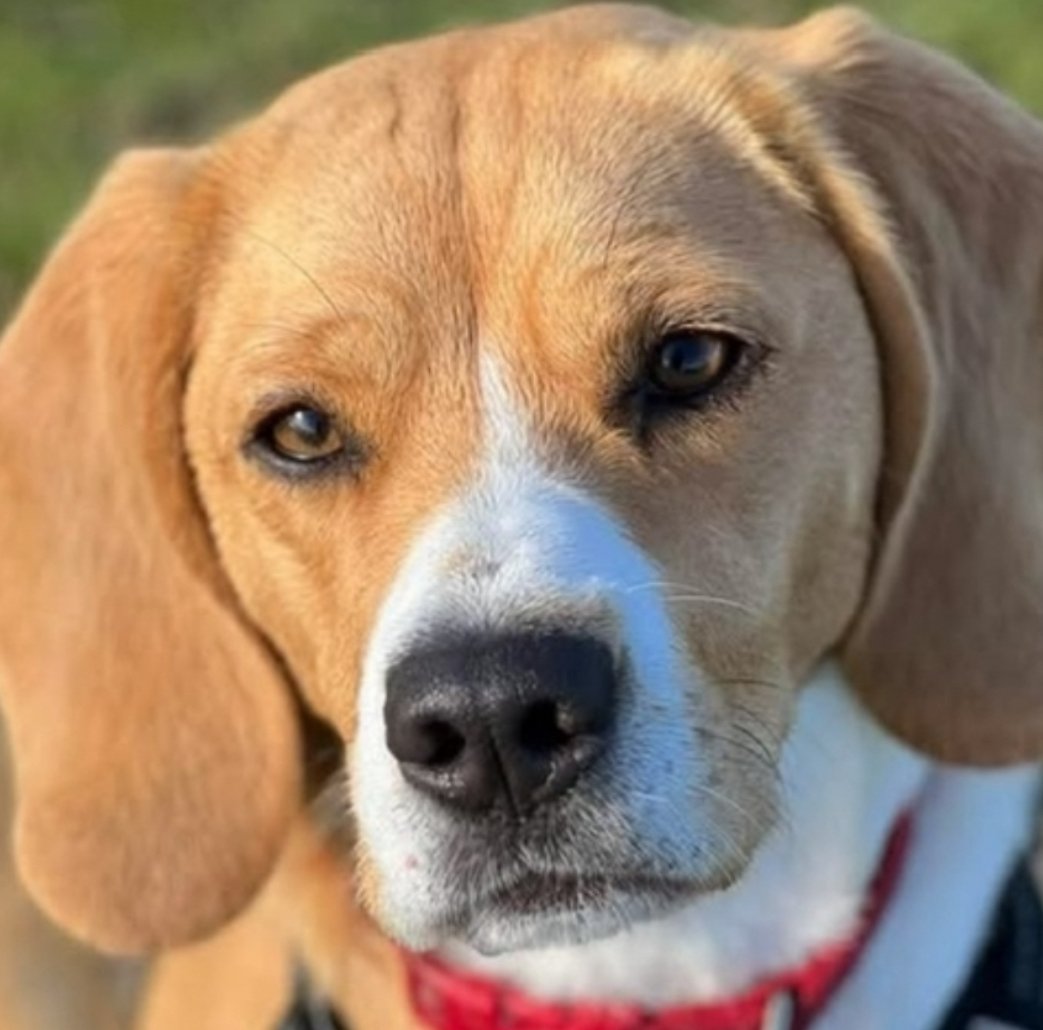 millypod1's tweet photo. ๐8 AUG 2025 #Lost Willow #ScanMe
Tri Colour Beagle Female
Fishlake Meadows #Romsey #Hampshire #SO51
https://t.co/63vFXDopXE https://t.co/s1owbODazm