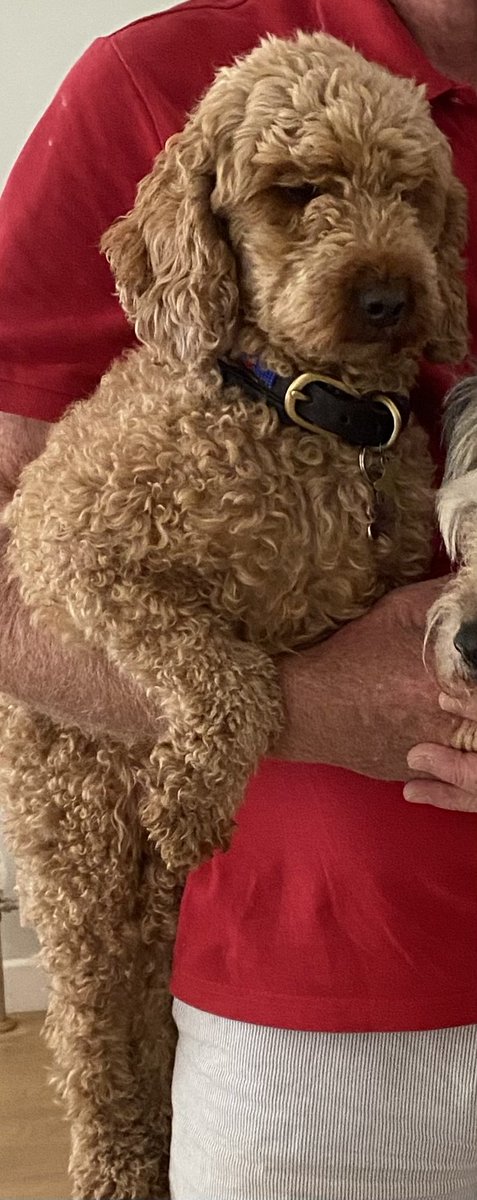 🆘9 AUG 2025 #Lost Annie #ScanMe
Apricot/Tan Poodle Miniature Female VERY NERVOUS.
Thorpe Lea Road #Egham #Surrey #TW20
doglost.co.uk/dog/199505