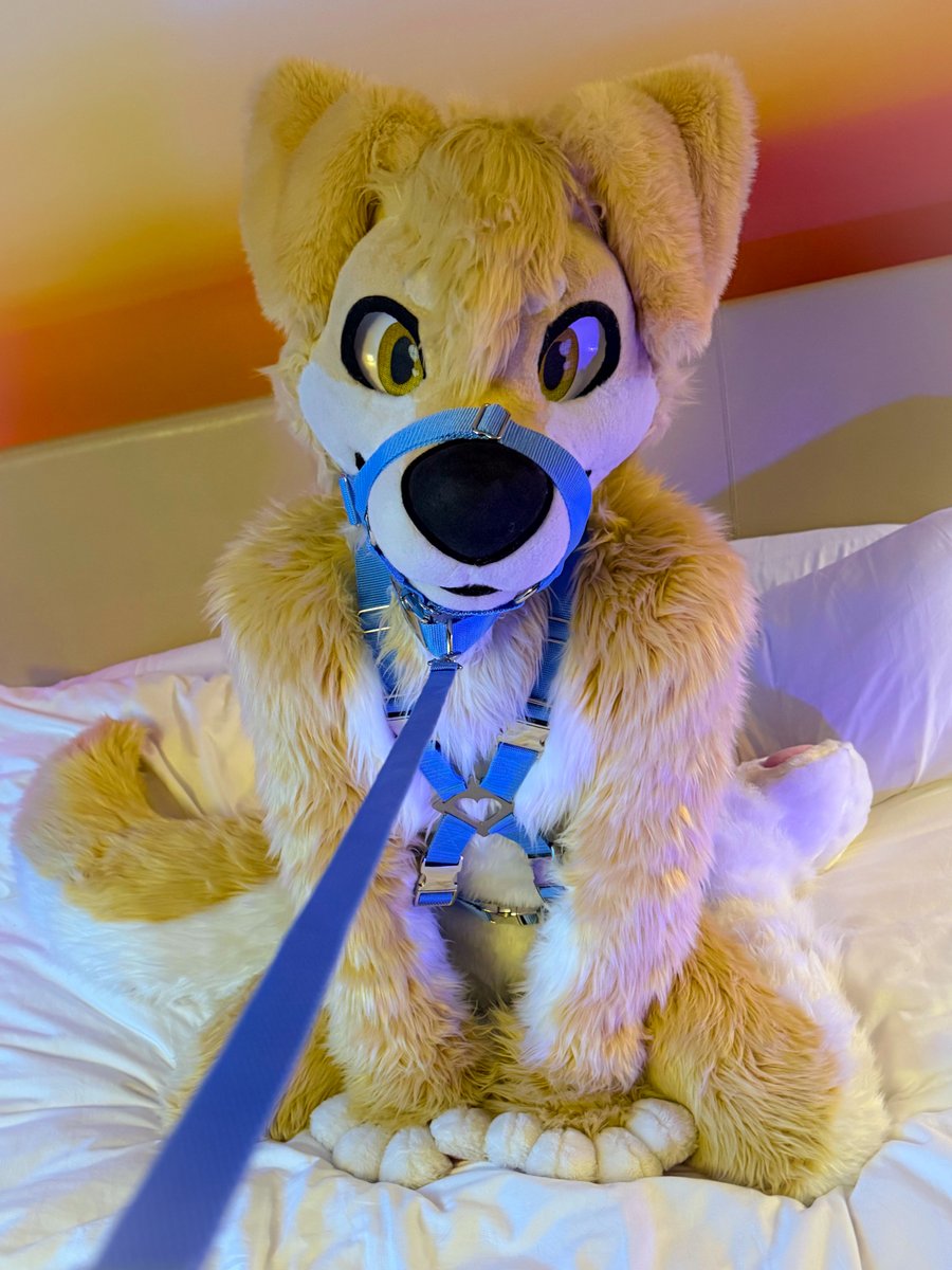Custard is trying his best 💜🧡💛💚💙❤ tweet media