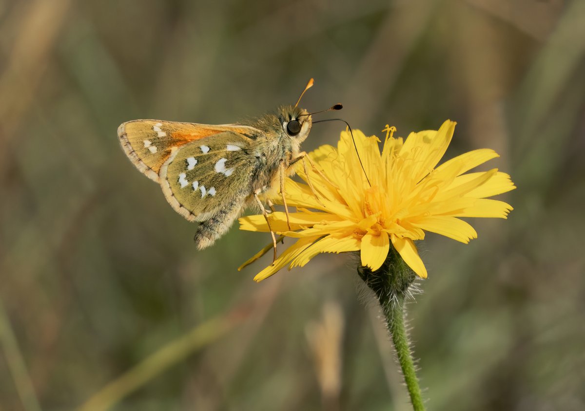 I love Silver-spotted Skippers, Malling Down near Lewes always has plenty and today was no exception 😊