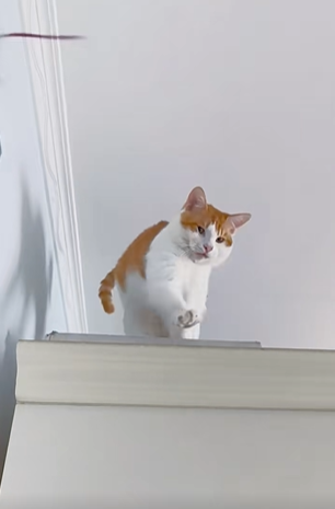 TadecMasy's tweet photo. Stupid cat, it doesn't dare to come down https://t.co/6xatr3Ubtw