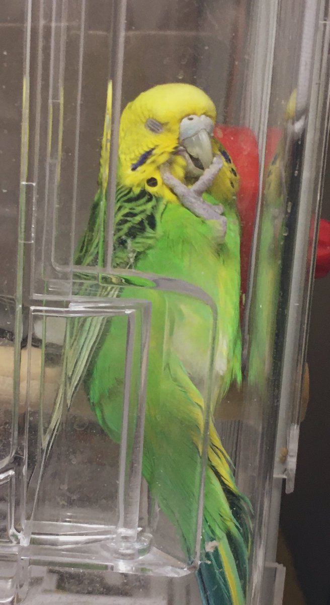 #全日本きもちよさそうに眠るとり選手権

昔の写真を発掘。この子はぴーちゃんです。
海外のお菓子みたいな原色カラーが可愛い子でした。よくこうやって寝てたなぁ。