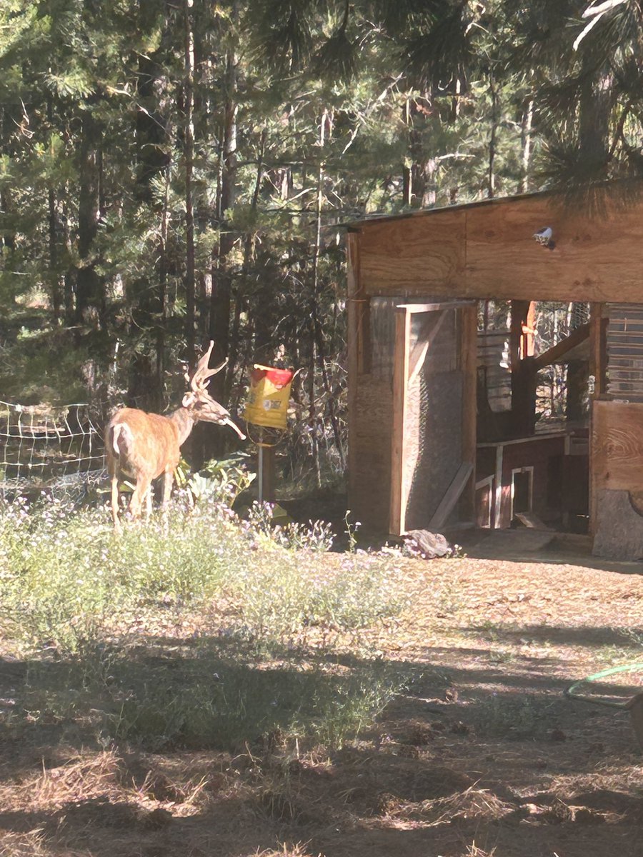 This fella decided to visit and munch on the rhubarb plant by the bird house😎