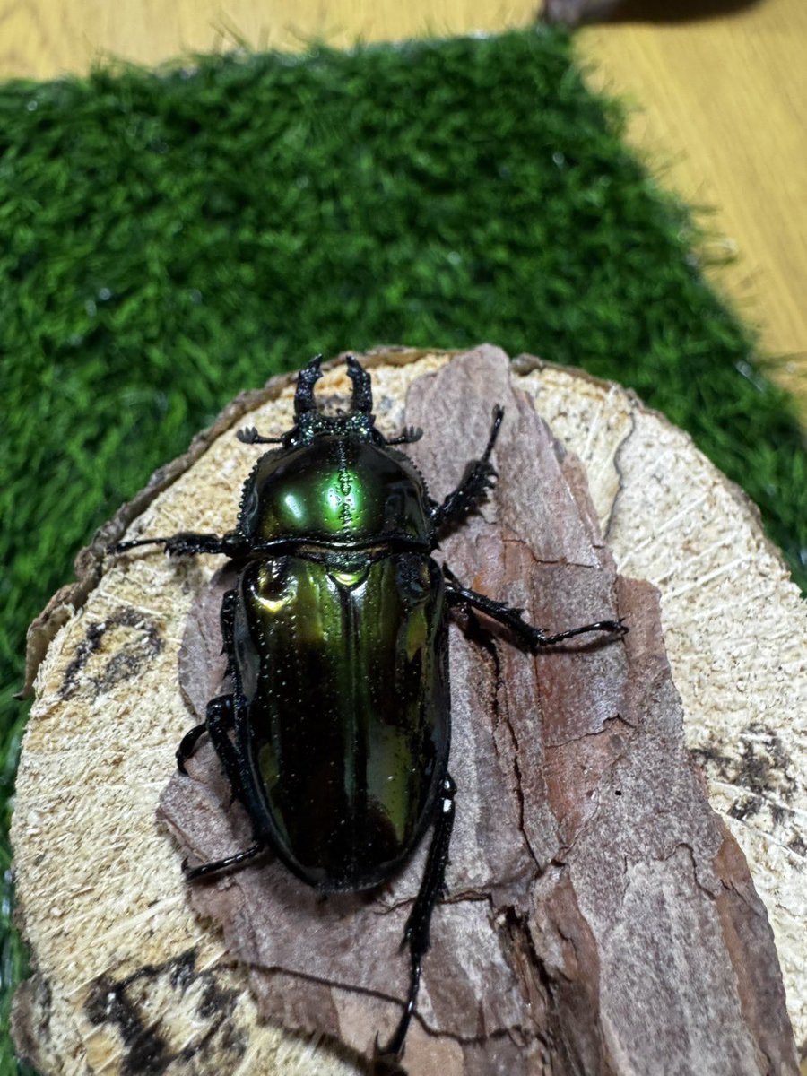 余品販売〜
拡散希望です🙇‍♂️

紫煌改✖️グリーンピカール
2令くらいの幼虫🐛です！
写真が親です！

気になる方はDMください😄
きっと素晴らしいカラーが出ると思います😏
数に限りがあるのでご了承ください🙇‍♂️