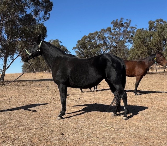 APG Ltd (@austpacinggold) on Twitter photo Happy Monday harness fans. It was another big weekend but not as big as this weekend coming with our Winter Mix Sale set to start THIS FRIDAY! All pedigree pages are now up on the online catalogue as well as fresh horse photos. Check them out and register as a buyer now! Happy Monday harness fans. It was another big weekend but not as big as this weekend coming with our Winter Mix Sale set to start THIS FRIDAY! All pedigree pages are now up on the online catalogue as well as fresh horse photos. Check them out and register as a buyer now!
