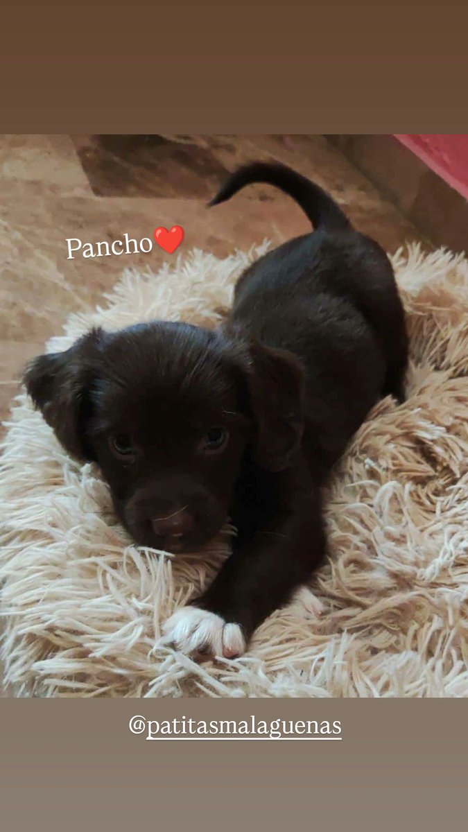 LRT225's tweet photo. Pancho de Patitas Malagueñas 
En adopción 🩵 https://t.co/QrCnvNvosU
