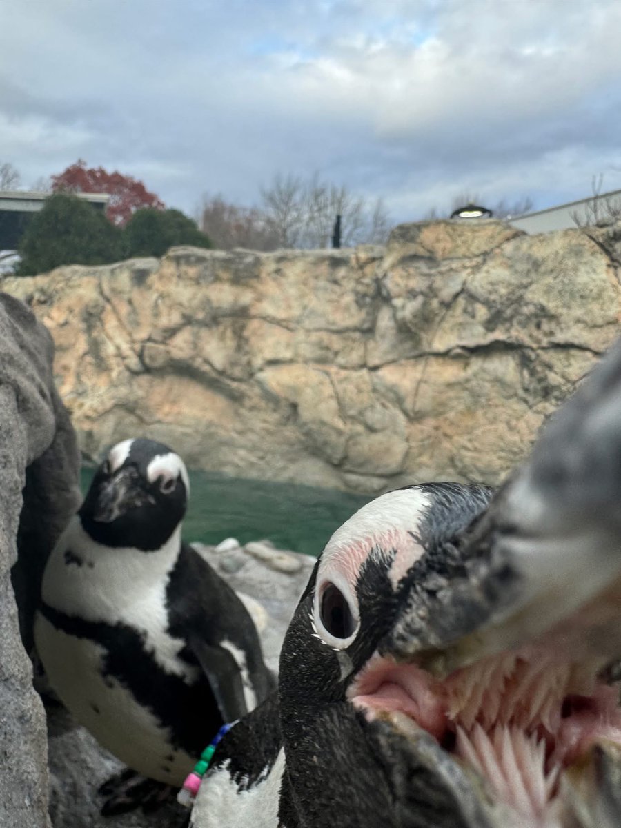 Repeat after me, cameras are friends, not food.