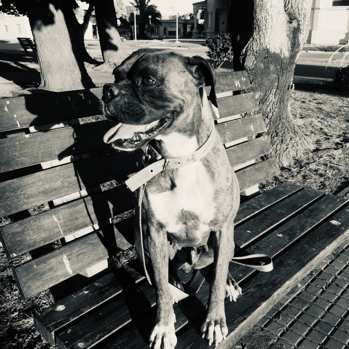 Te voy a extrañar siempre mi ángel de 4 patas! ❤️🥺