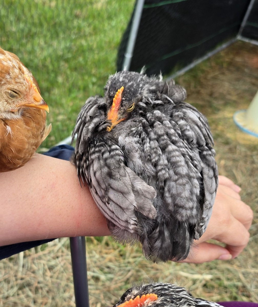 Apothecary Farm tweet media