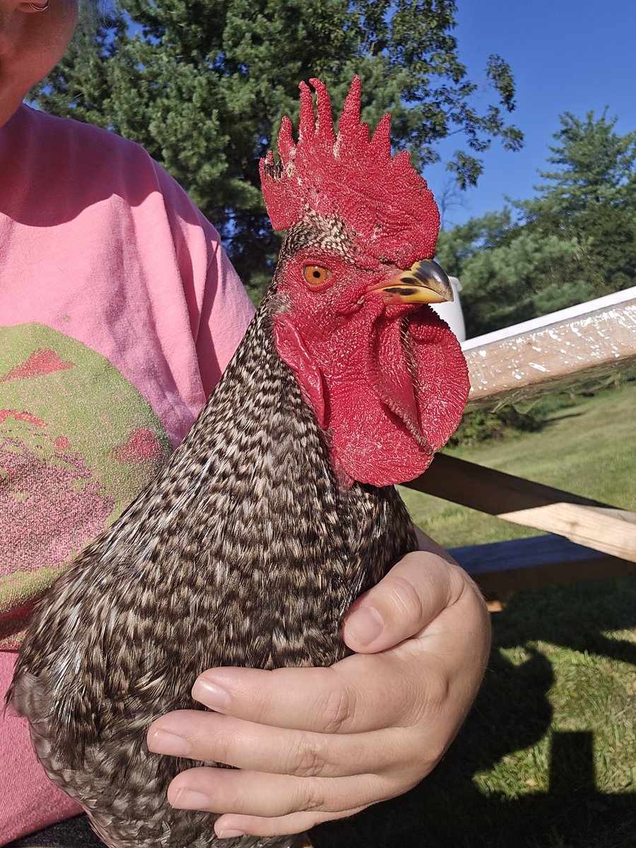 Apothecary Farm tweet media