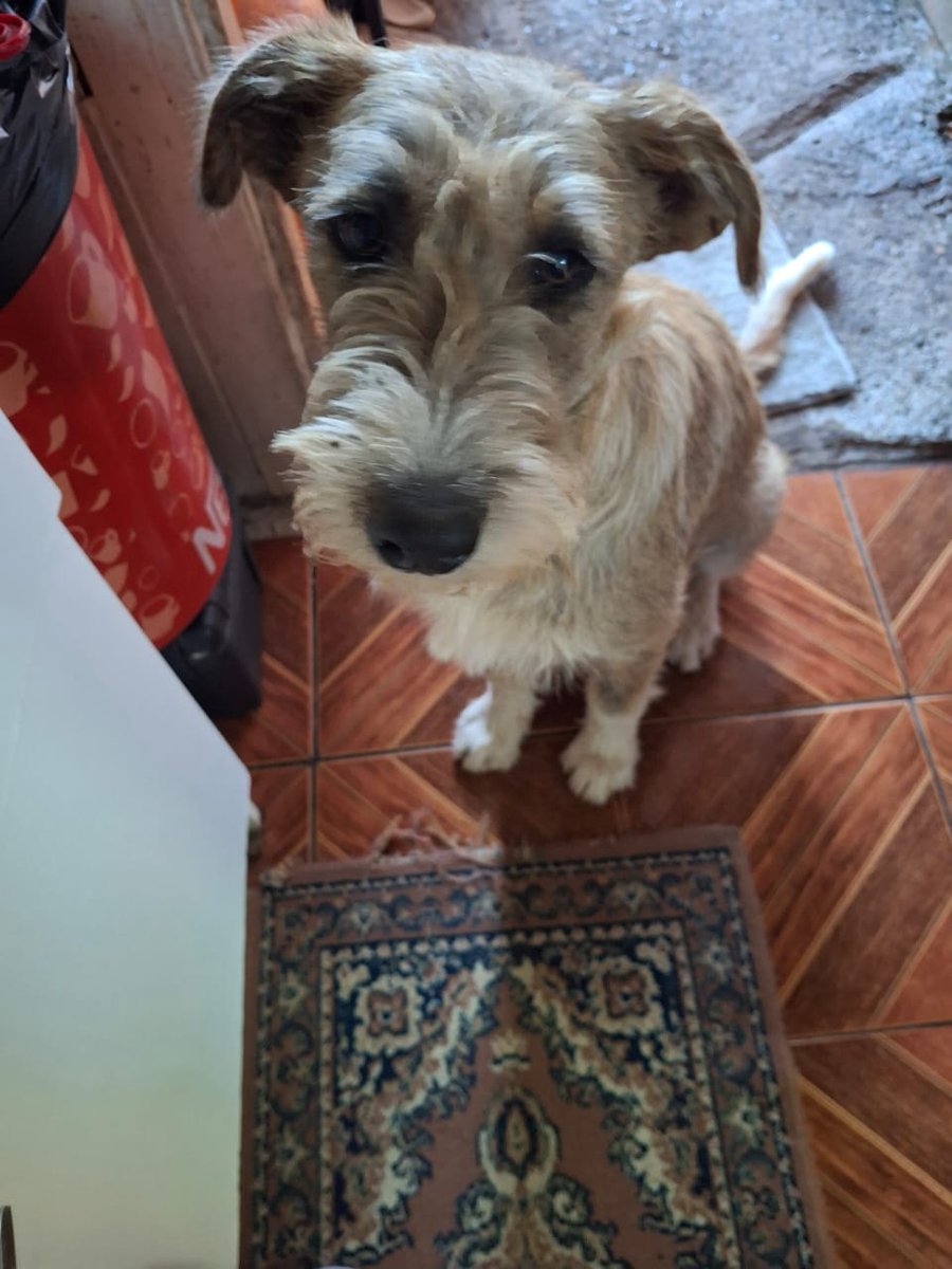 🚨🐶 #Temuco SE PERDIÓ FACUNDO 🚨

Su familia está muy angustiada. Salió de su casa en calle Las Higueras, sector Pedro de Valdivia 

Está en tratamiento médico y es urgente encontrarlo.

Favor llamar al 📞 953571169

<a href="/carolinapinoc/">Caro 🌲 C.</a> <a href="/PerrosPlazaHuem/">Perras Tuiteras🐾 Barrio Franklin 🇨🇱🐶🐱</a>