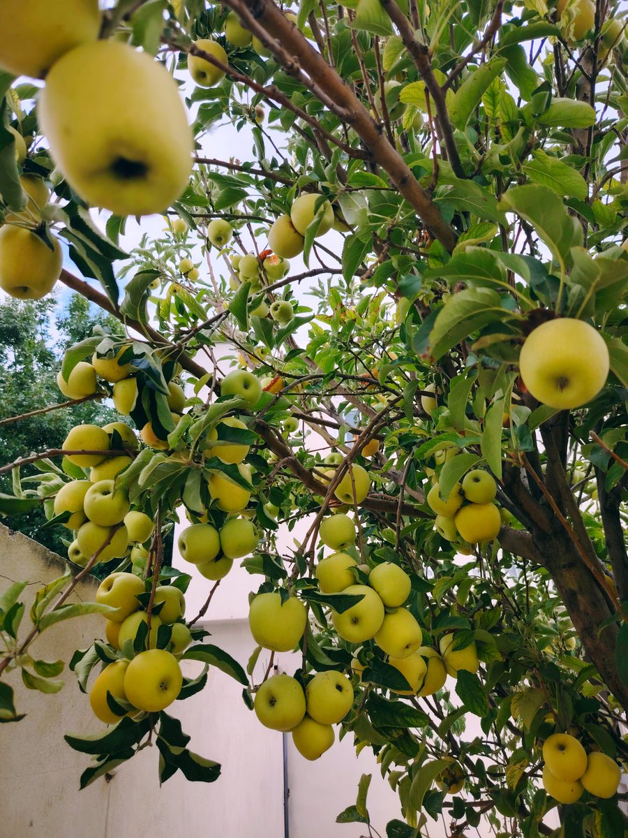 guscortes's tweet photo. Quien cuida un árbol cosecha mucho más que frutos: cosecha paz!

#Saltillo #Monterrey #manzanacasera #manzana https://t.co/VP2f7EJdmN