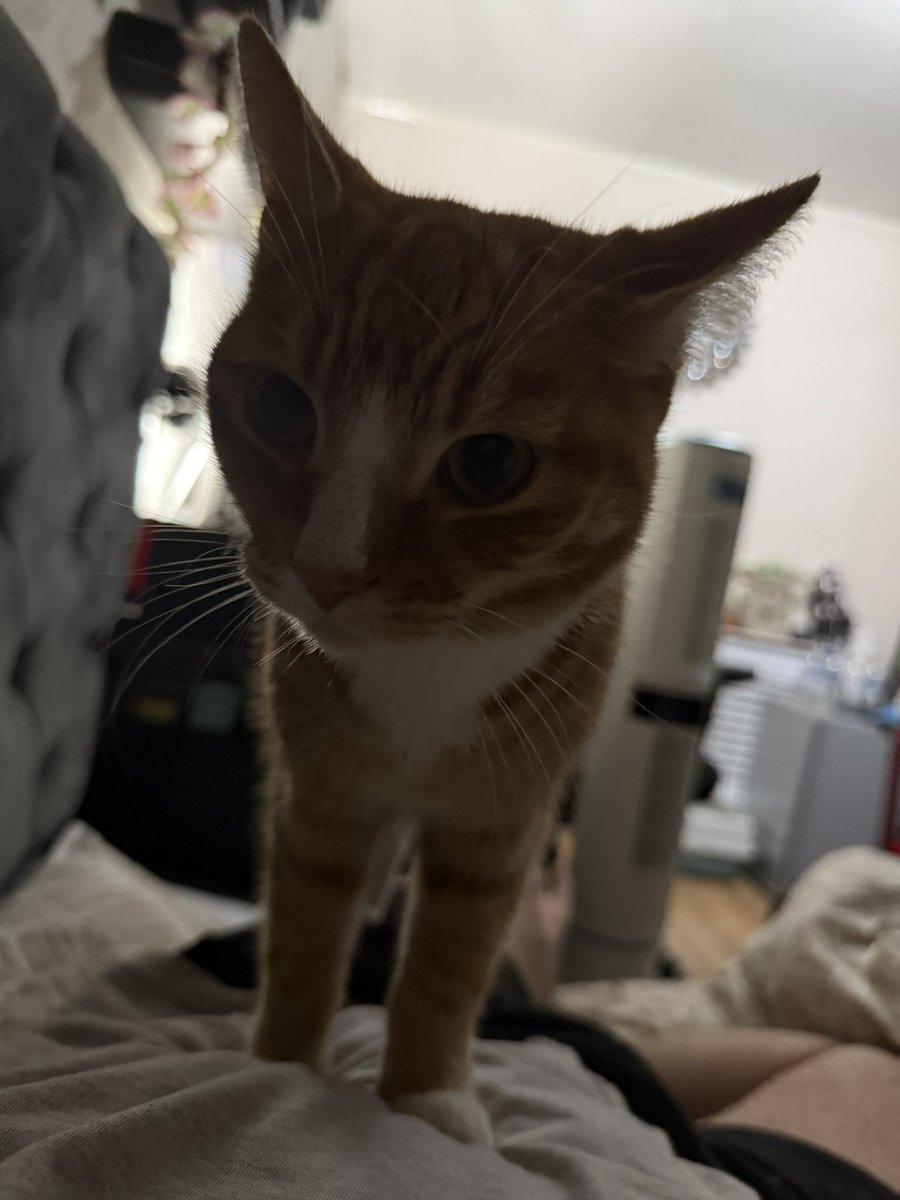 satoruzii's tweet photo. After 25 days, my Daisy finally came home.

The support and love has been unreal across multiple different platforms, this is the greatest day ever. Thank you. 💞 https://t.co/ZQ2uwemgKV