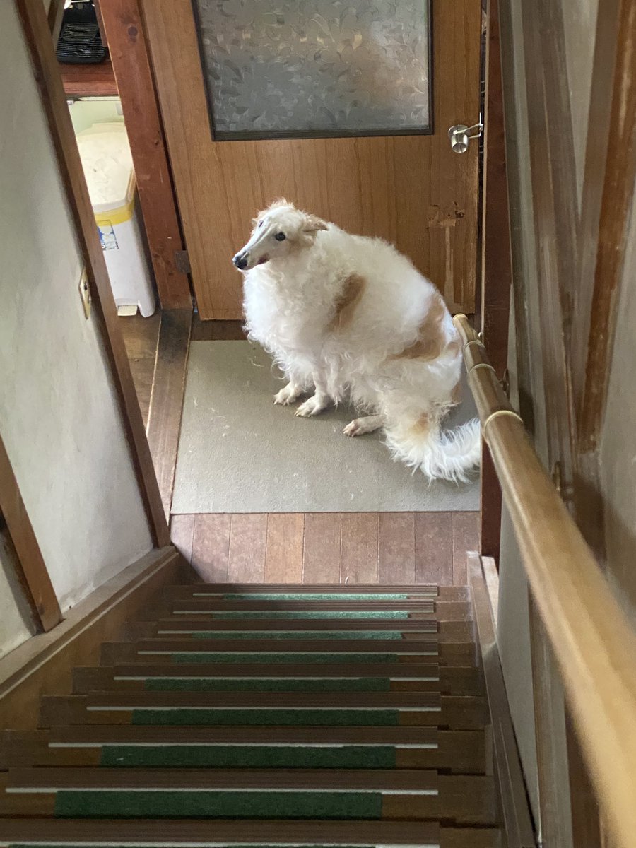 がんぼるぞい®︎ 💪🐶✨borzoi ボルゾイ tweet media