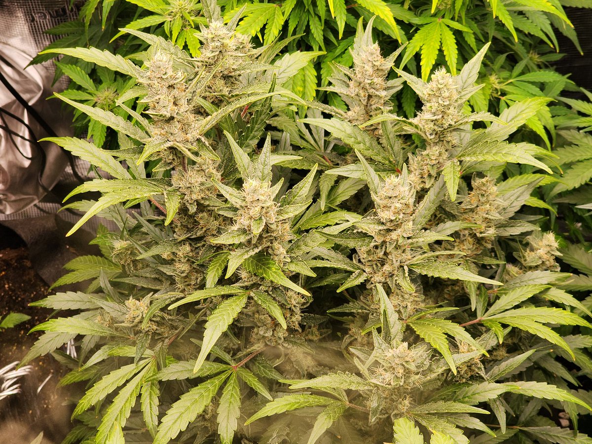 TMackAnthony's tweet photo. Almost harvest time on my first autos ever. I sure  am stoked! #710society #420friendly #ilovecannabis https://t.co/kP4dAO6BVE
