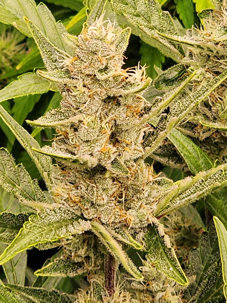 TMackAnthony's tweet photo. Almost harvest time on my first autos ever. I sure  am stoked! #710society #420friendly #ilovecannabis https://t.co/kP4dAO6BVE