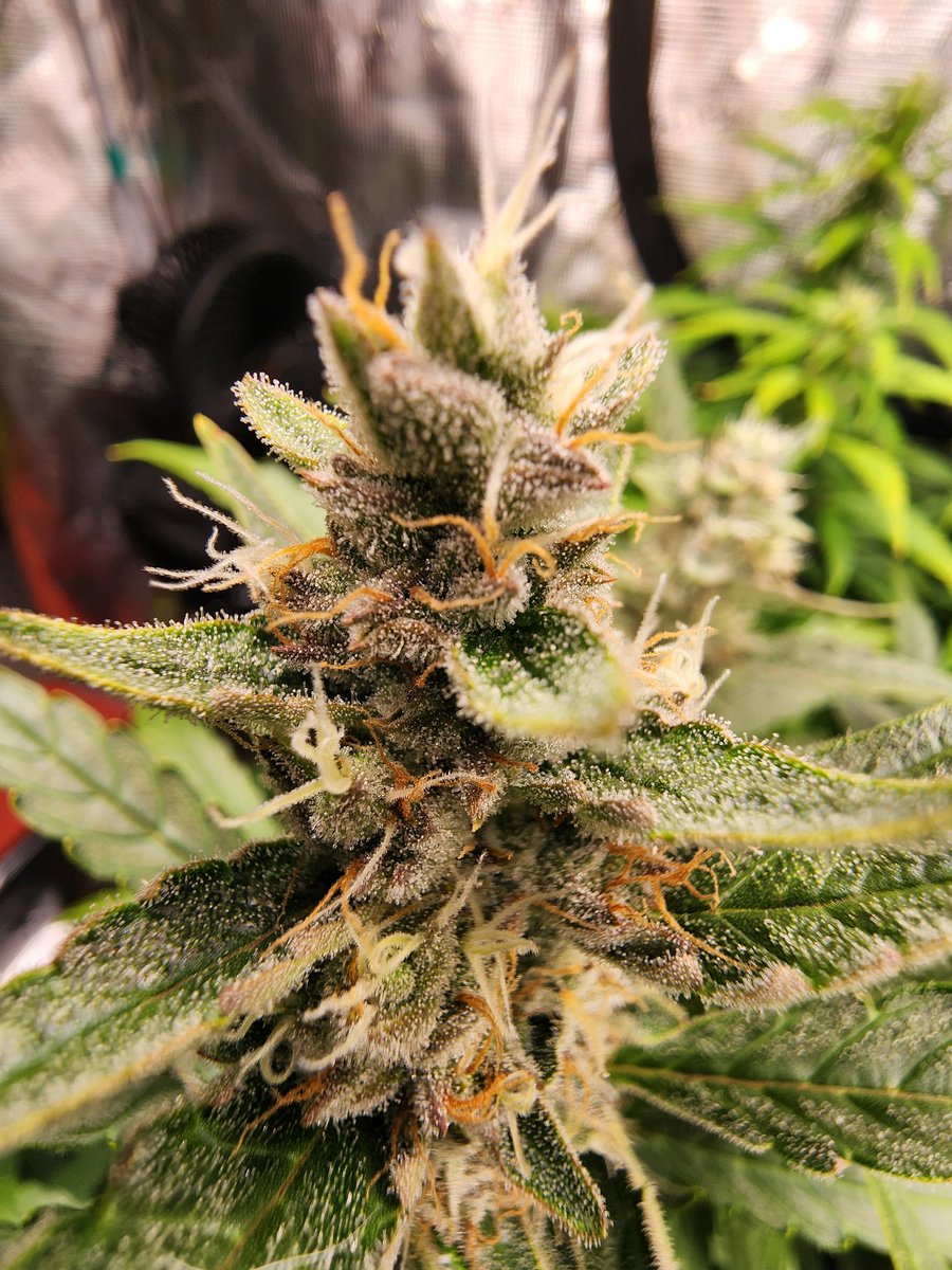 TMackAnthony's tweet photo. Almost harvest time on my first autos ever. I sure  am stoked! #710society #420friendly #ilovecannabis https://t.co/kP4dAO6BVE