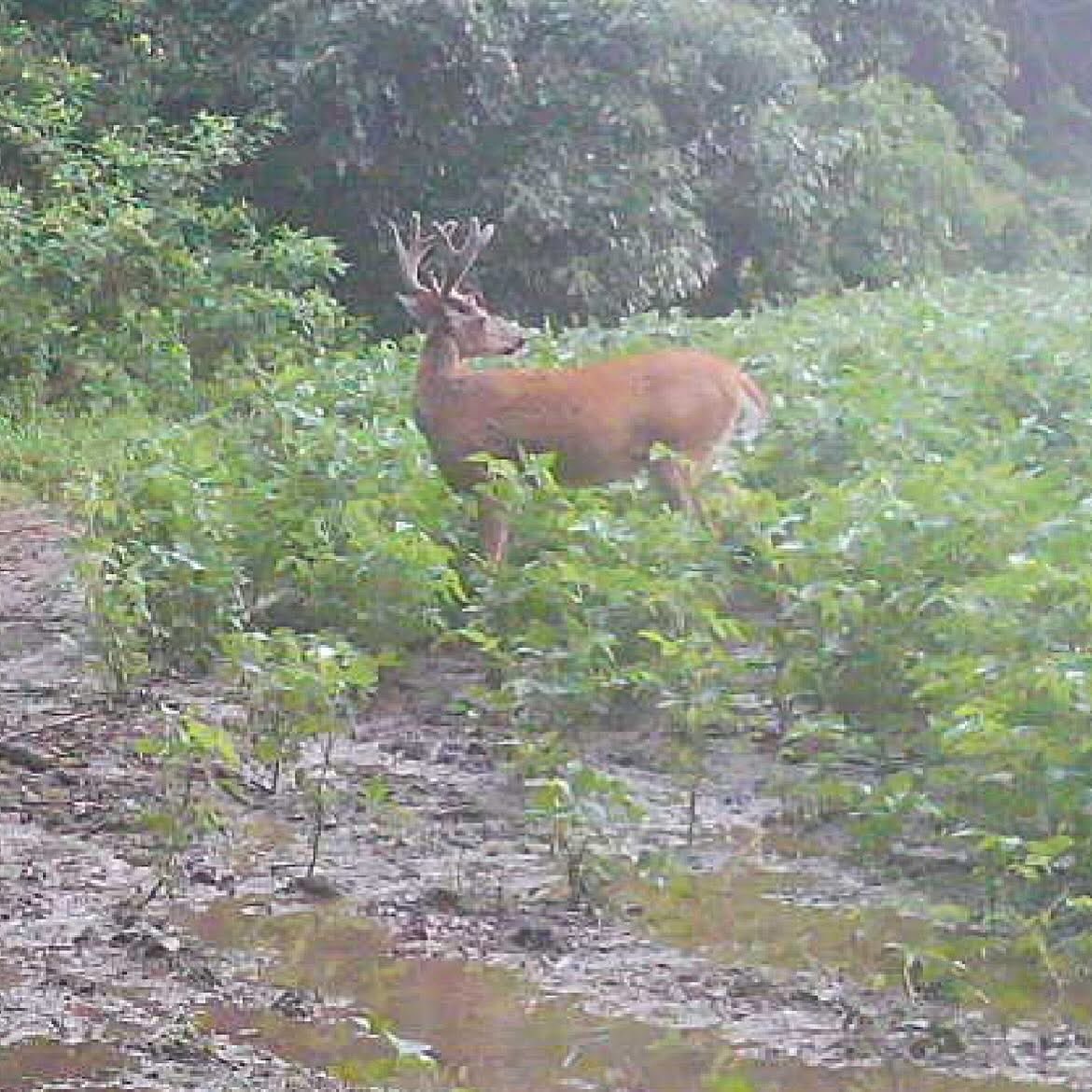🦌 Buck Chasers 🦌 tweet media