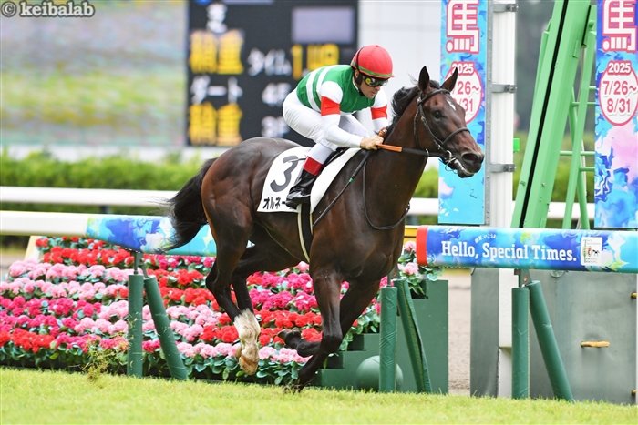DasTier92's tweet photo. HORNERO ganó su carrera debut en Niigata 🇯🇵🇦🇷

Hijo de Satono Diamond y la argentina Life For Sale, también es medio hermano del ganador de G1 Danon Fantasy.

Los hijos de Dia suelen tardar en explotar, pero al parecer su cruza con yeguas argentinas está fortaleciendo su progenie.