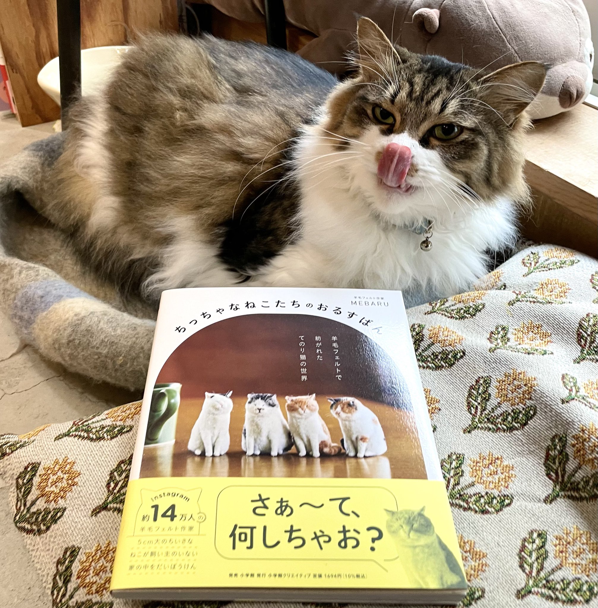 キャッツミャウブックス® on X: 