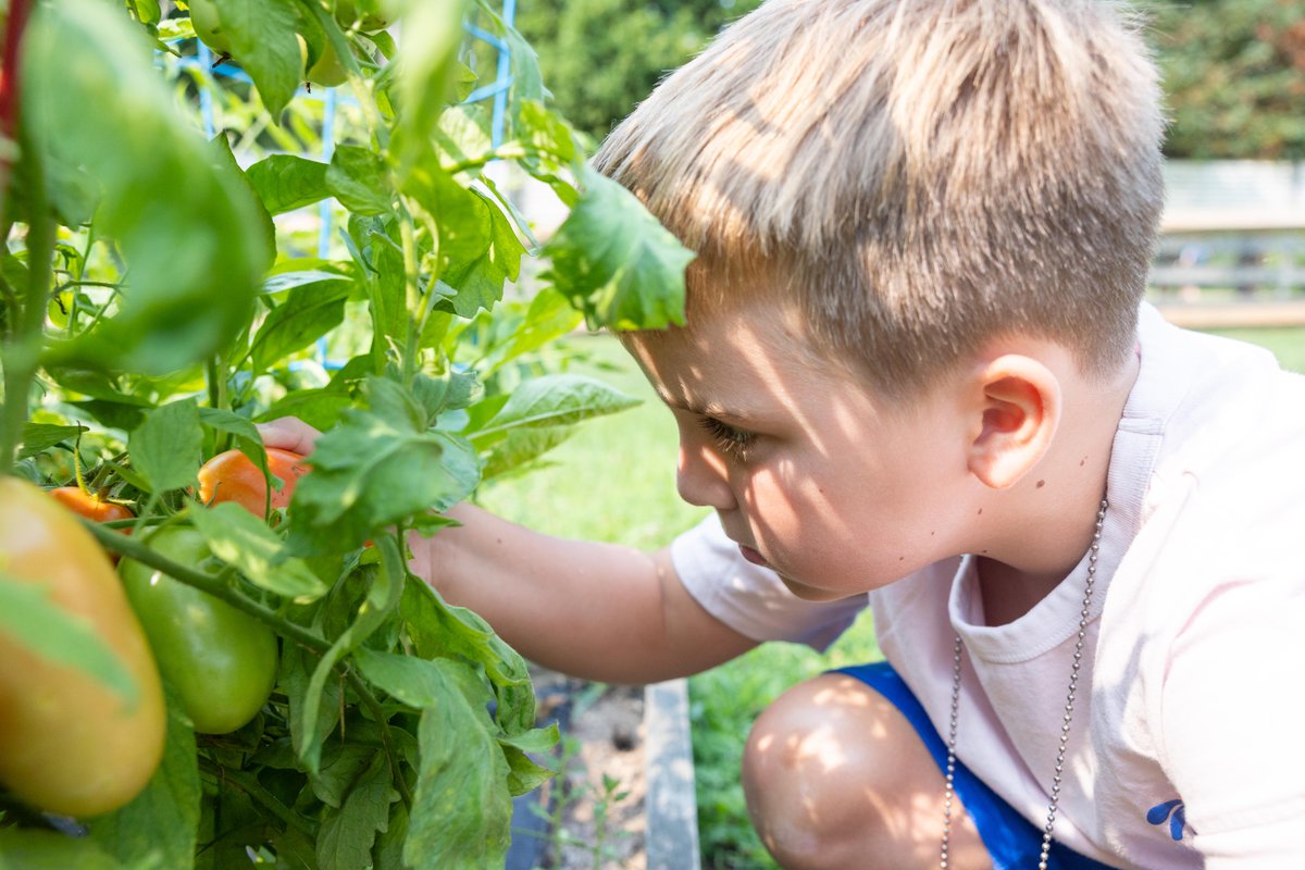 HockomockYMCA's tweet image. Did you know? Camp Elmwood at our North Attleboro Y has its own Education Garden! 🥒🍅
Campers get hands-on with farm-to-table fun—tending the garden, picking crops and whipping up tasty snacks like pickles, kale chips, zucchini rounds &amp;amp; more. #BestSummerEver #YMCA #BeCauseY