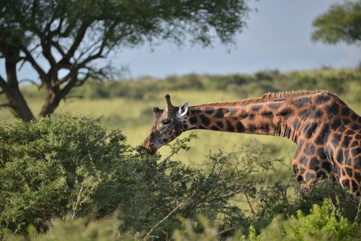 ThousandPixel's tweet photo. Giraffes, Murchison Falls National Park, Uganda 2025. #wildlife #Uganda #photooftheday #photograghy #BBNaijaS10 #deprem https://t.co/8j6nBYoQdw