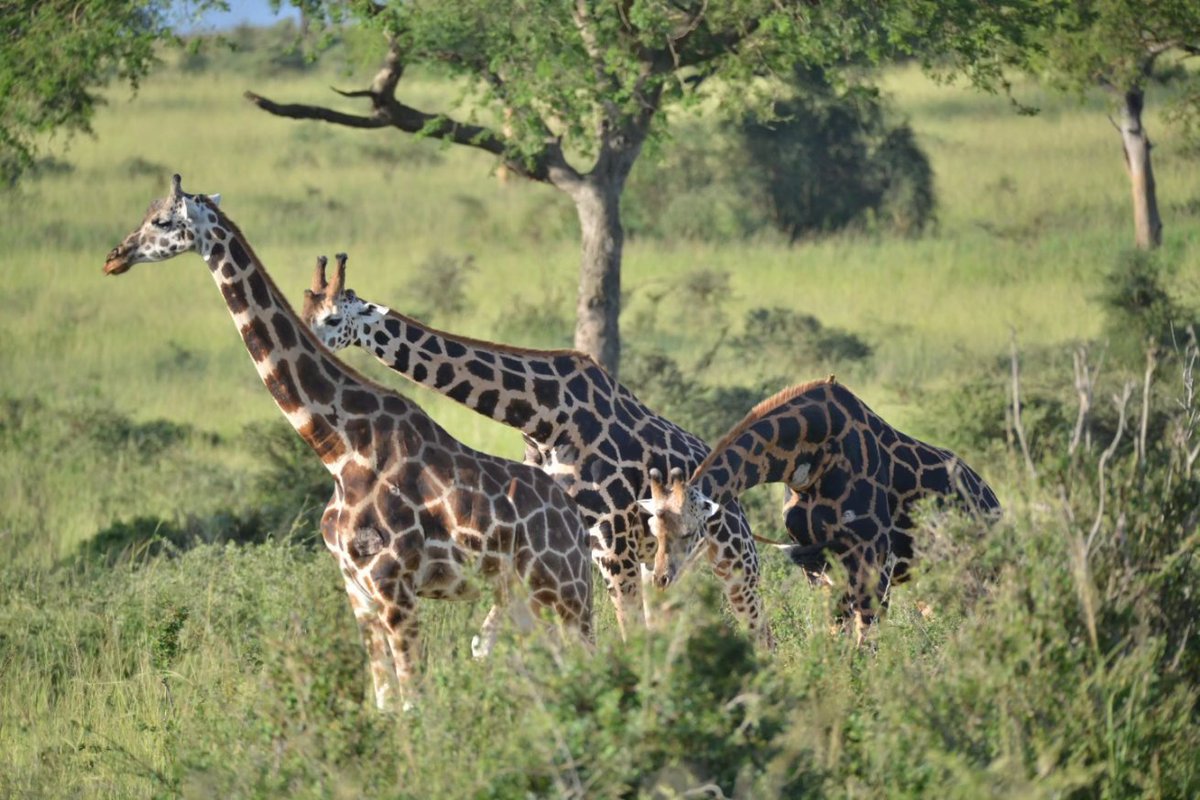 ThousandPixel's tweet photo. Giraffes, Murchison Falls National Park, Uganda 2025. #wildlife #Uganda #photooftheday #photograghy #BBNaijaS10 #deprem https://t.co/8j6nBYoQdw