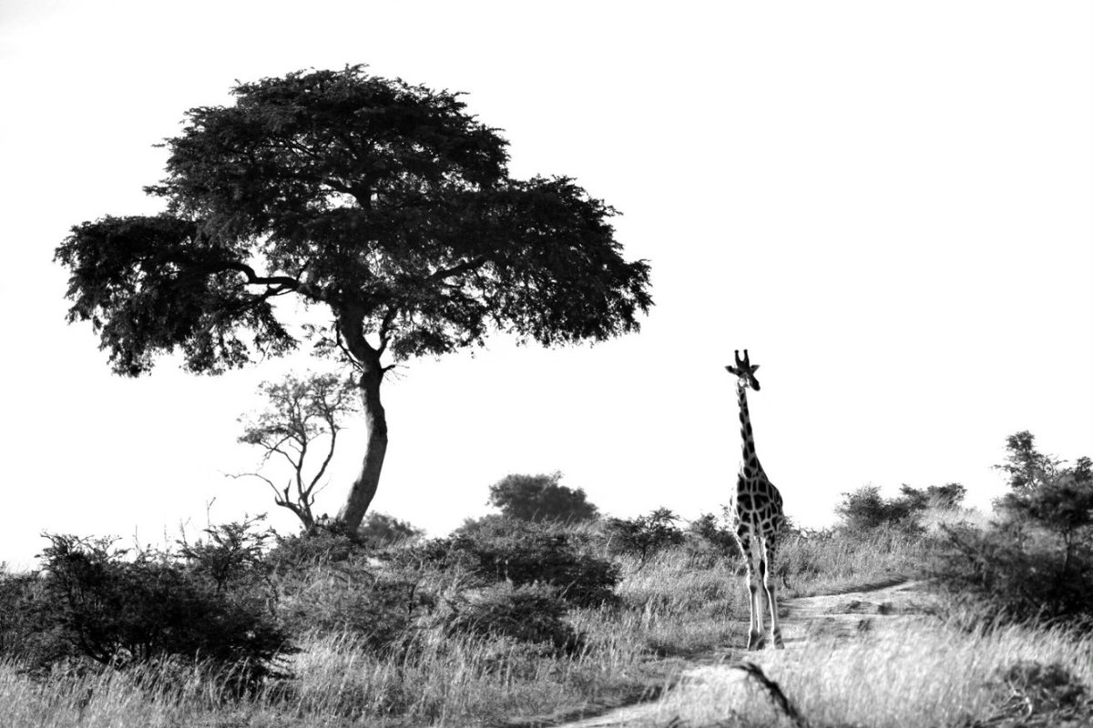 ThousandPixel's tweet photo. Giraffes, Murchison Falls National Park, Uganda 2025. #wildlife #Uganda #photooftheday #photograghy #BBNaijaS10 #deprem https://t.co/8j6nBYoQdw