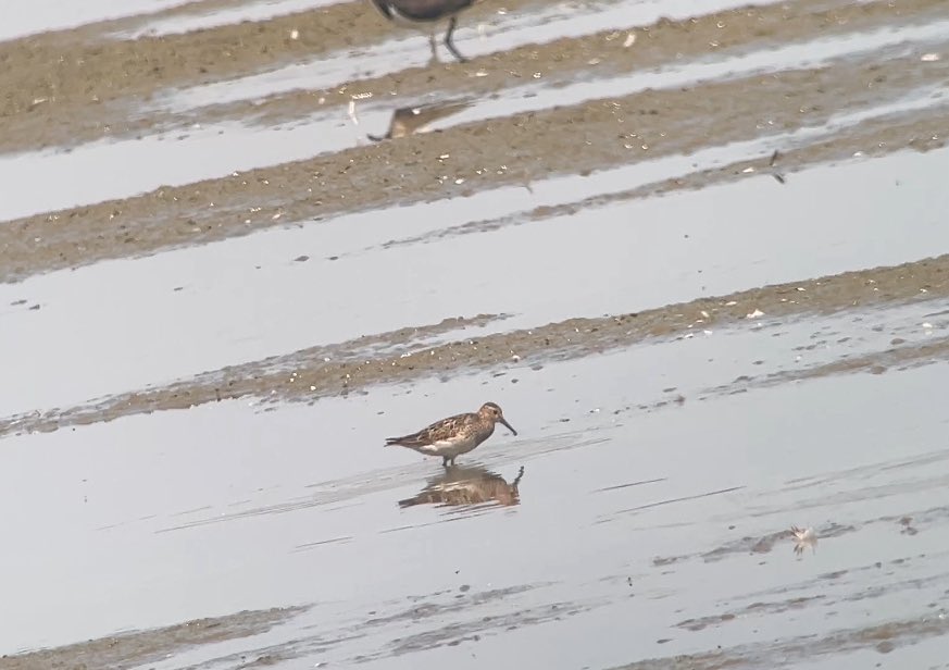 James (@james_b___) on Twitter photo Pectoral sandpiper from <a href="/LDV_NNR/">LDV NNR</a> this afternoon, an amazing find by <a href="/Duncbye/">Duncan Bye</a> . Yorkshire ✅ 307 and <a href="/YorkBirding/">York Birding</a> ✅ 193. great to see the clouded yellow butterfly at bank island too. Pectoral sandpiper from <a href="/LDV_NNR/">LDV NNR</a> this afternoon, an amazing find by <a href="/Duncbye/">Duncan Bye</a> . Yorkshire ✅ 307 and <a href="/YorkBirding/">York Birding</a> ✅ 193. great to see the clouded yellow butterfly at bank island too.