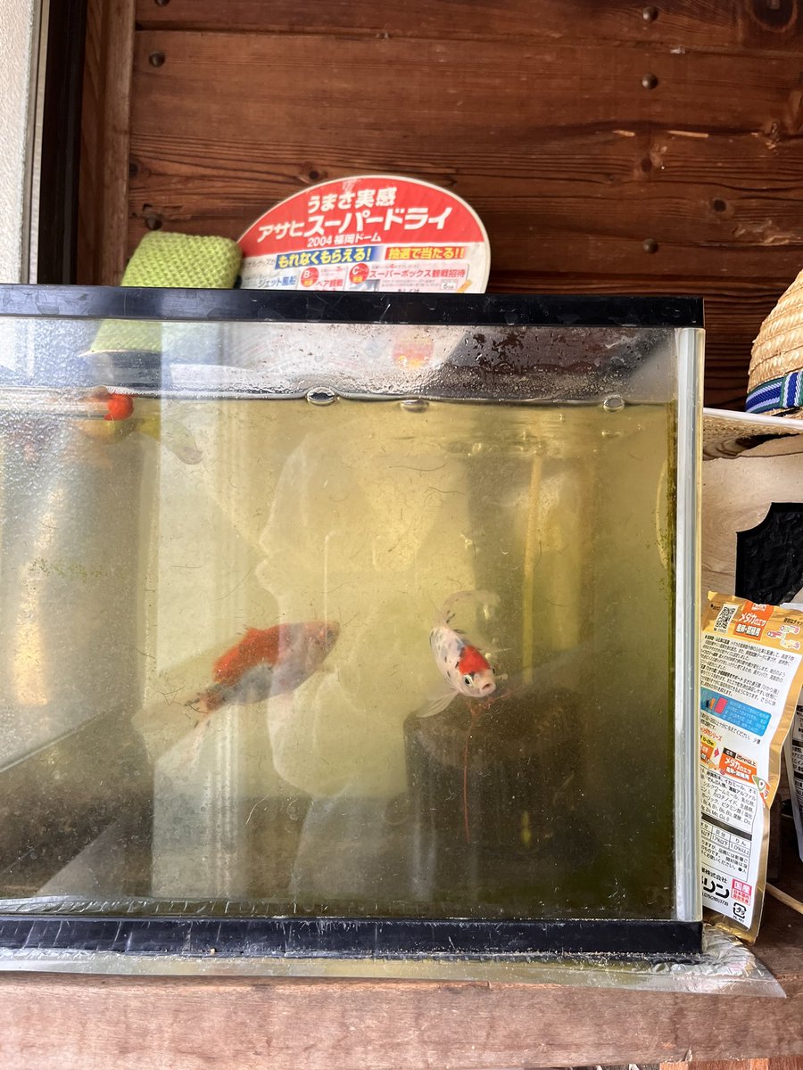 毎年祖父母の家に泊まりに行っていたな
いつもより早い晩御飯、蚊取り線香の匂い、川のせせらぎ、山の探検

すべてが貴重で、大切な夏の思い出

#私の夏の影