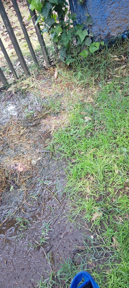 MireyaSanchezF tweet media